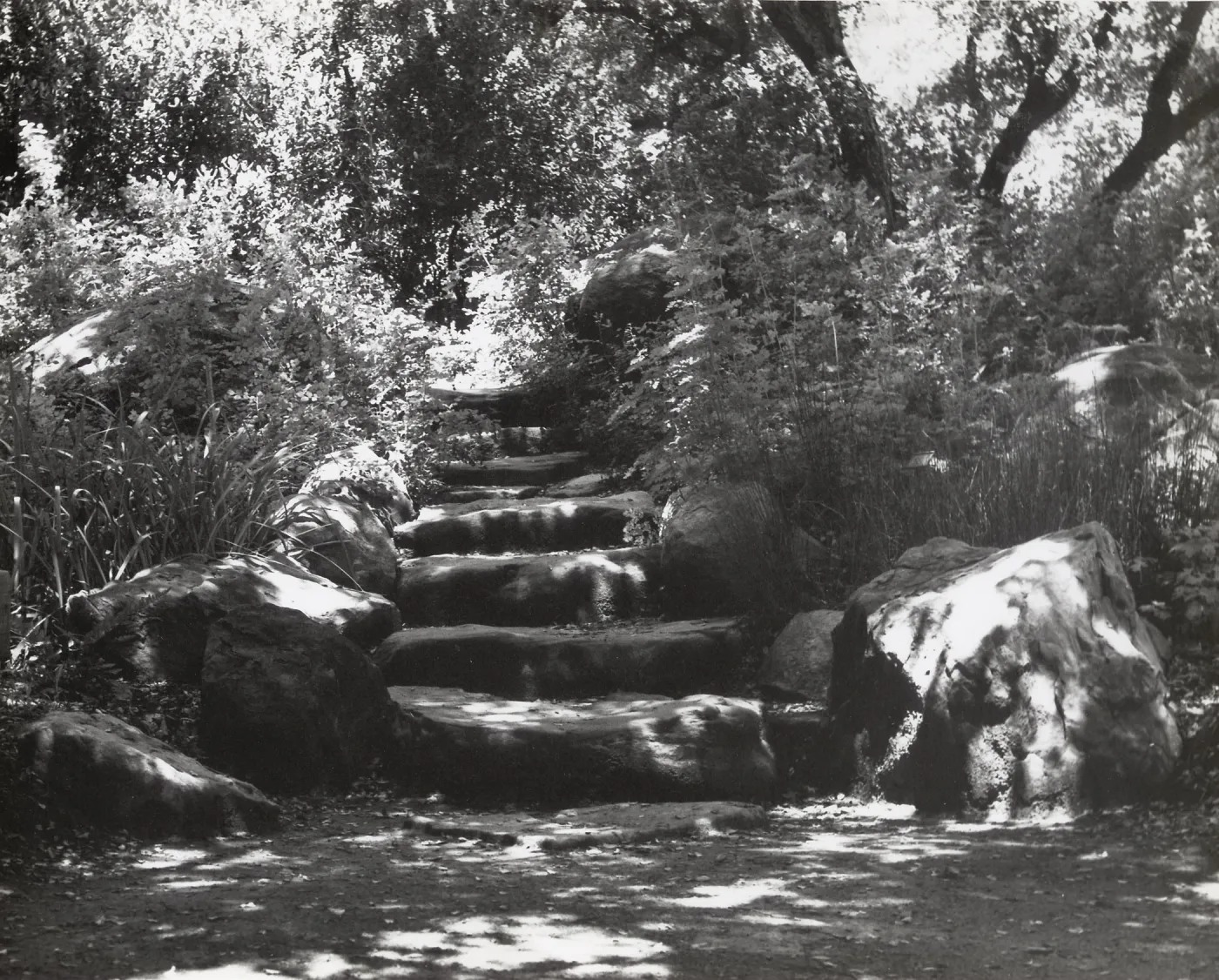 The Mound, under the Meadow Oaks, SBBG