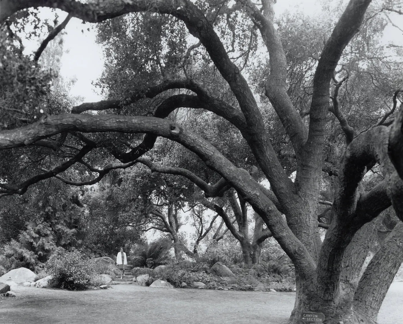 The Mound, under the Meadow Oaks, SBBG