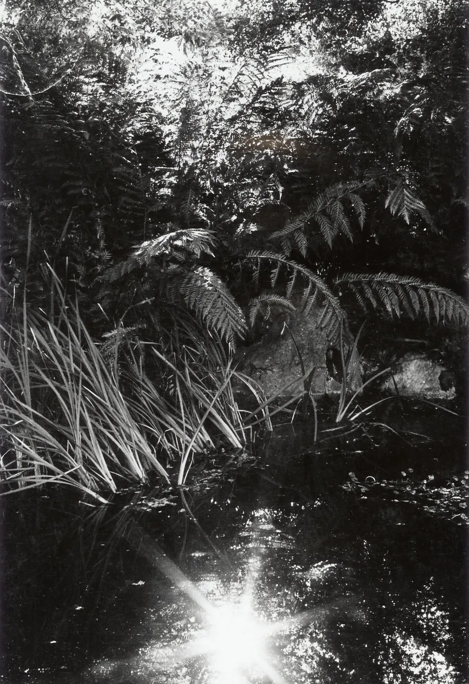 Pond, SBBG