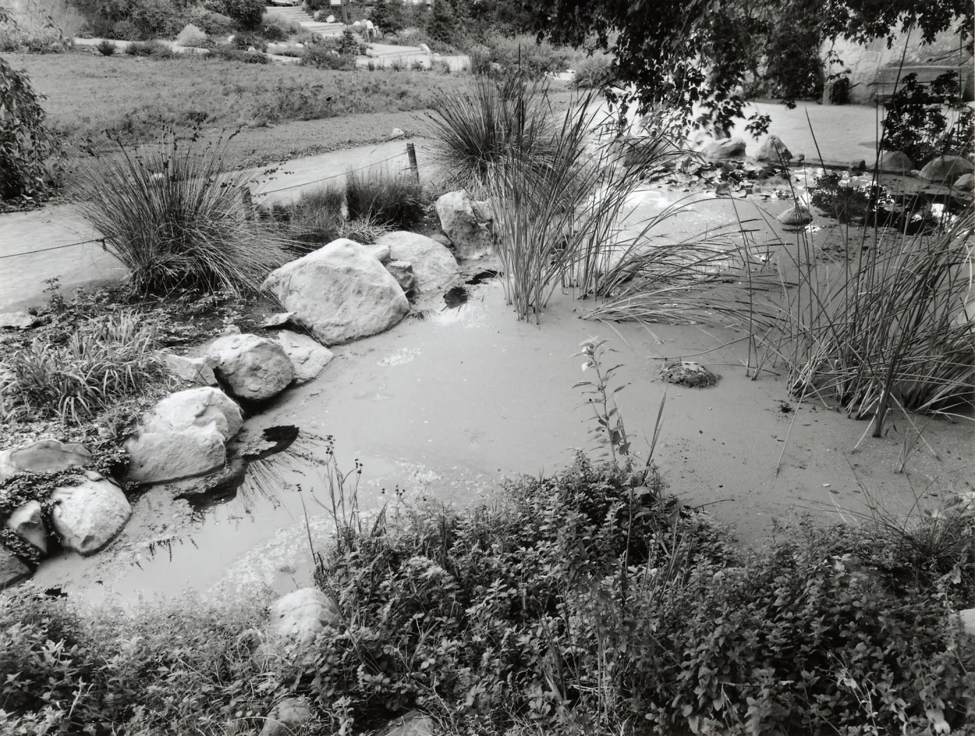Pond, SBBG