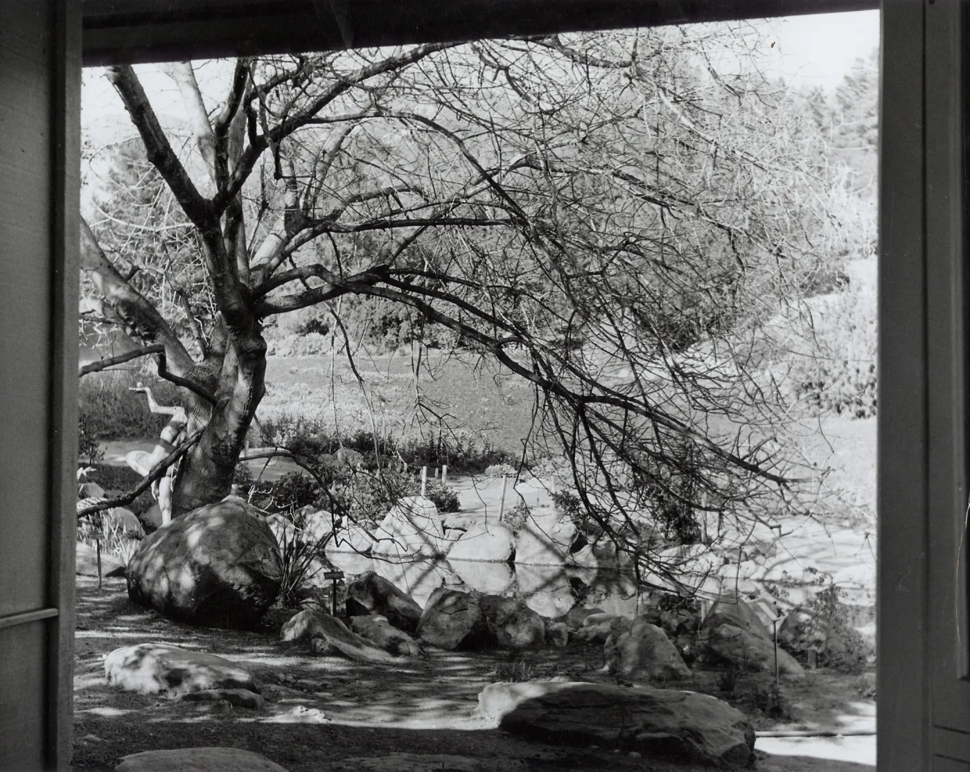 Pond (viewed from the Information Kiosk), SBBG