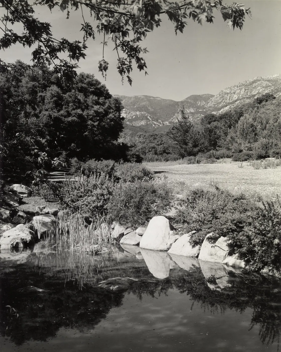 Pond, SBBG
