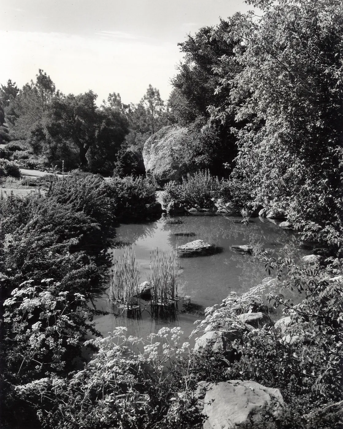 Botanic Garden Pond