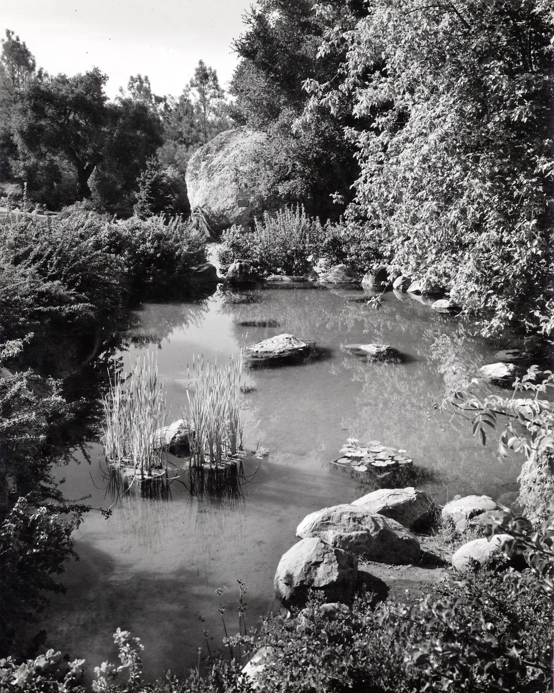 Pond with border of Ceanothus