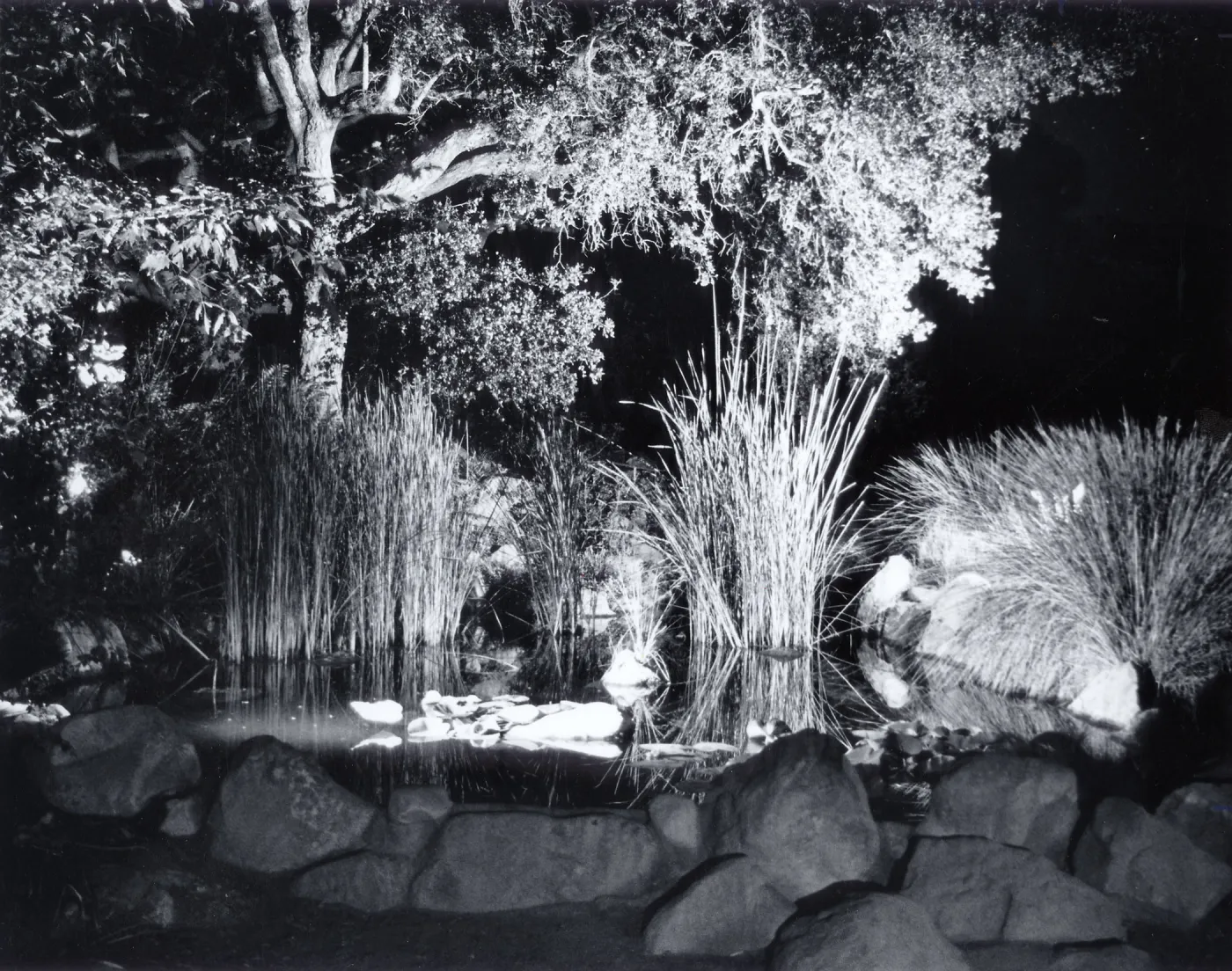 Botanic Garden Pond
