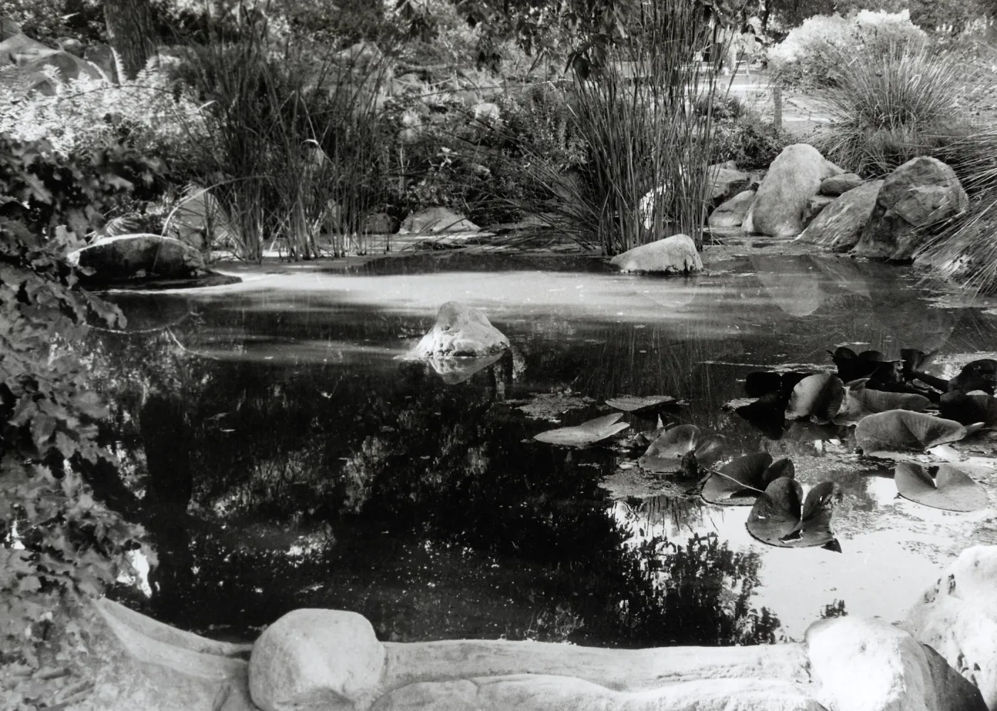 Botanic Garden Pond