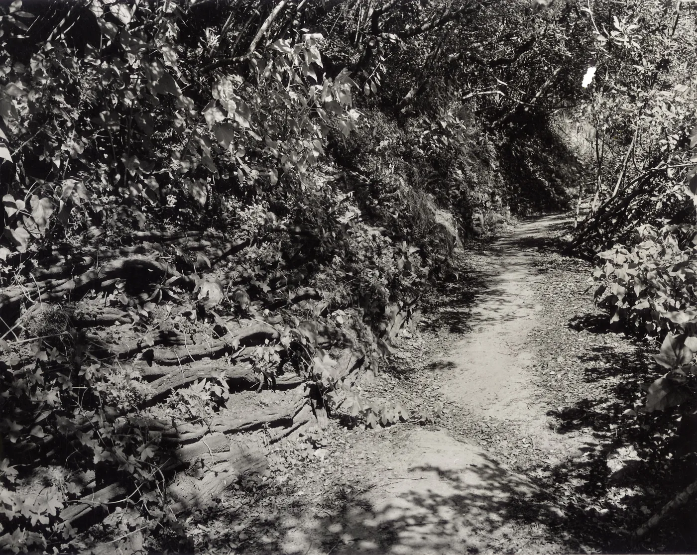 Pritchett Trail, Ceanothus pole retaining wall, 1945