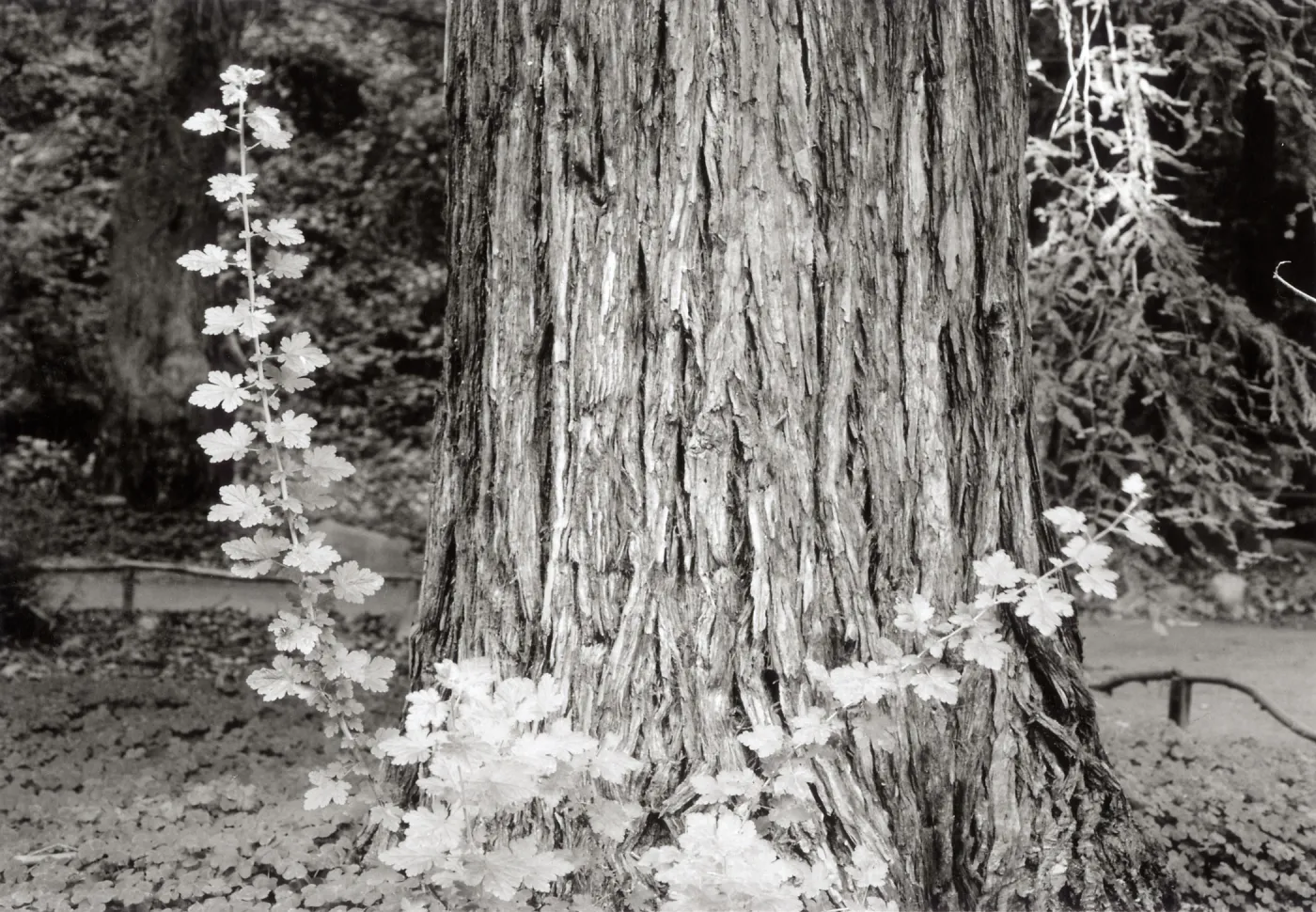 Redwood Section, Sequoia sempervirens (Coast Redwood)