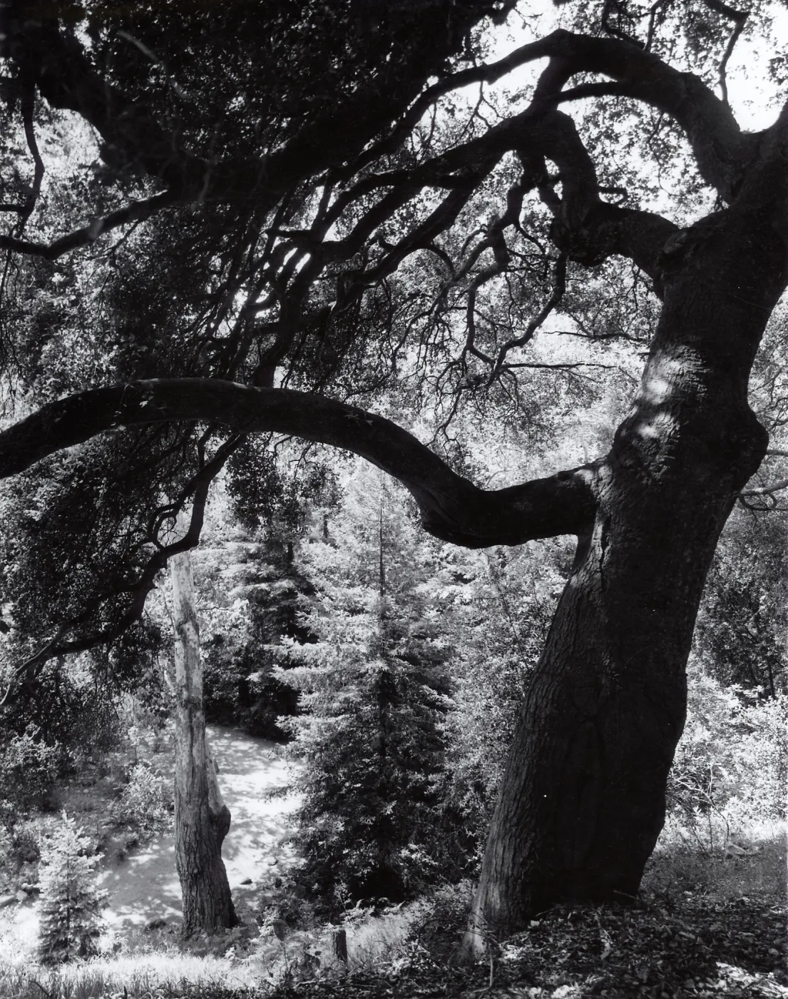 Redwood Section