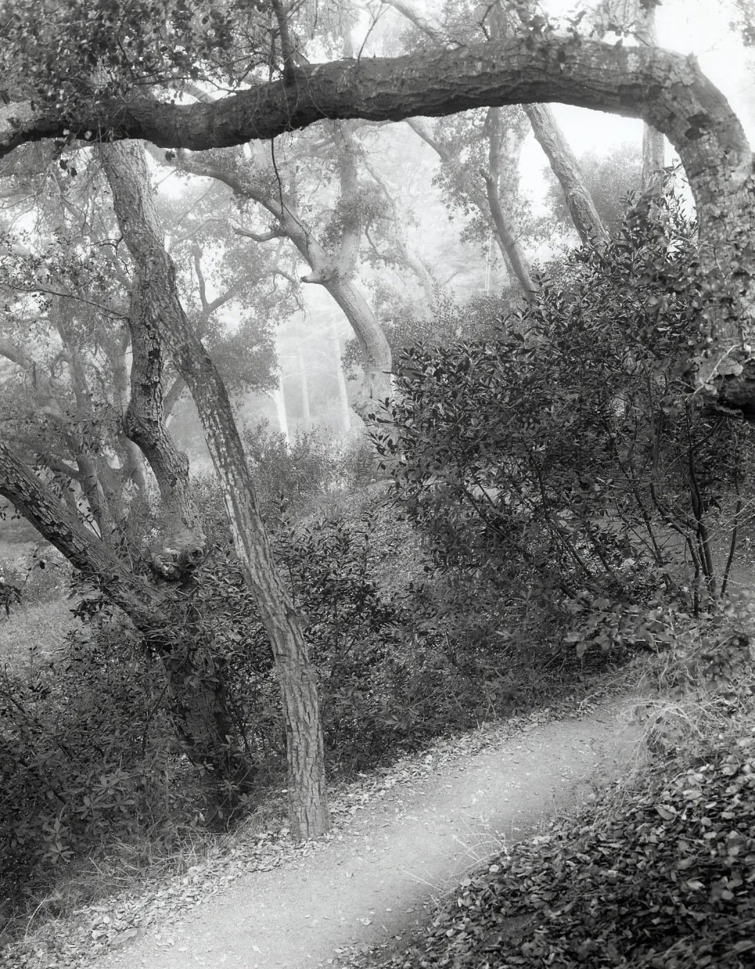 Woodland Trail, SBBG
