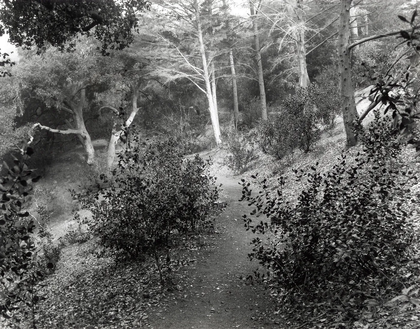 Woodland Trail, SBBG