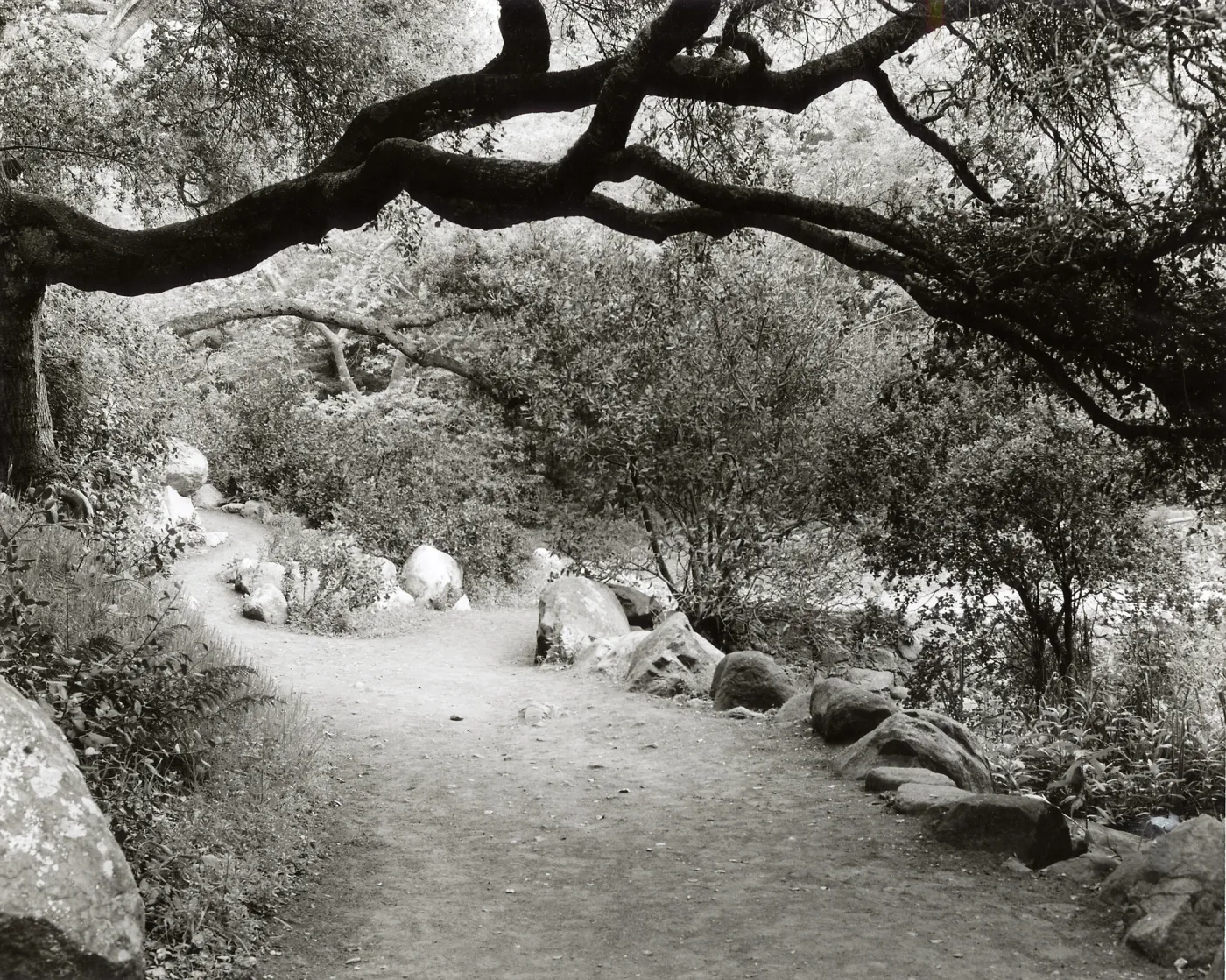 Woodland Trail, SBBG