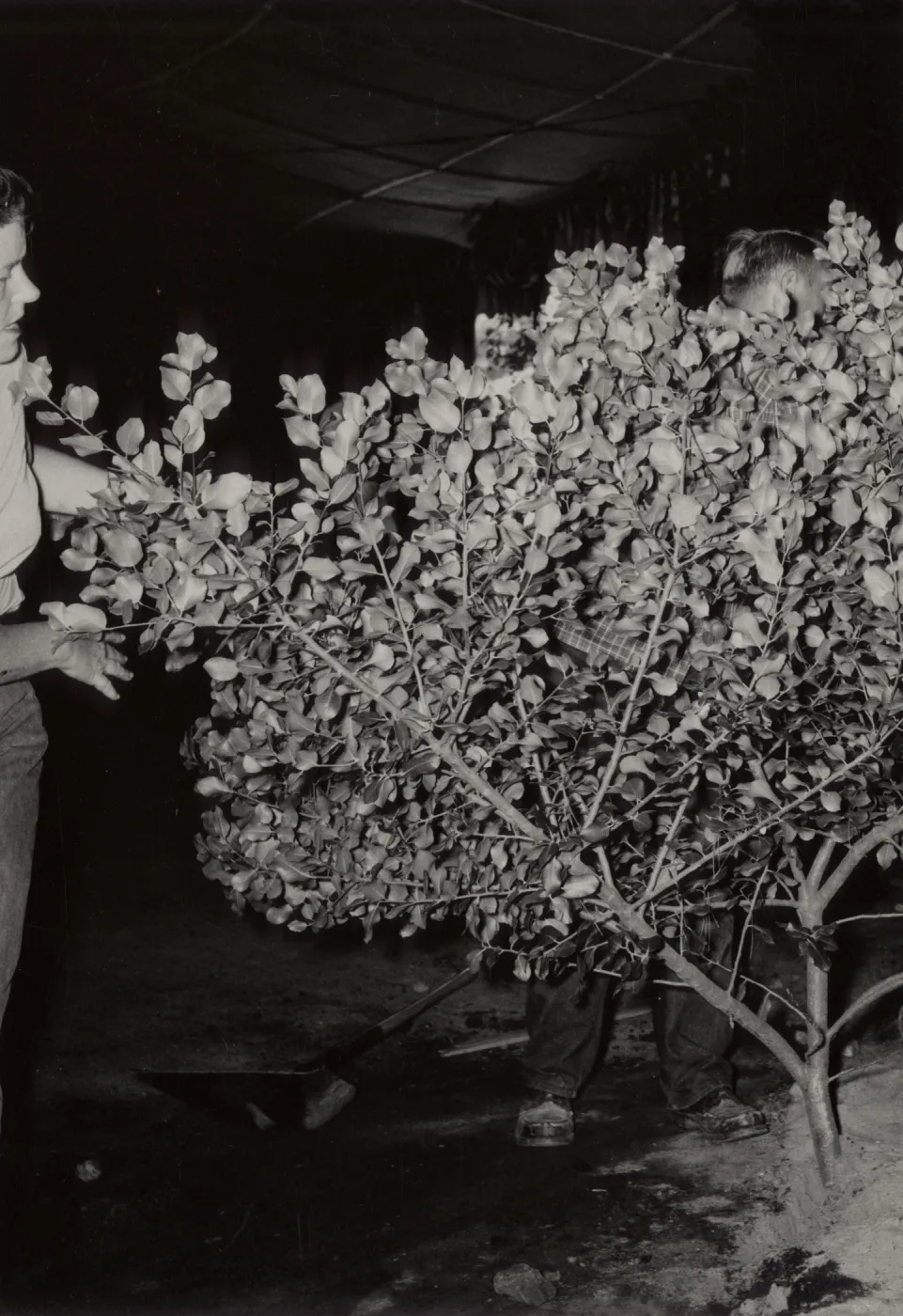 Flower Show at Earl Warren Show Grounds