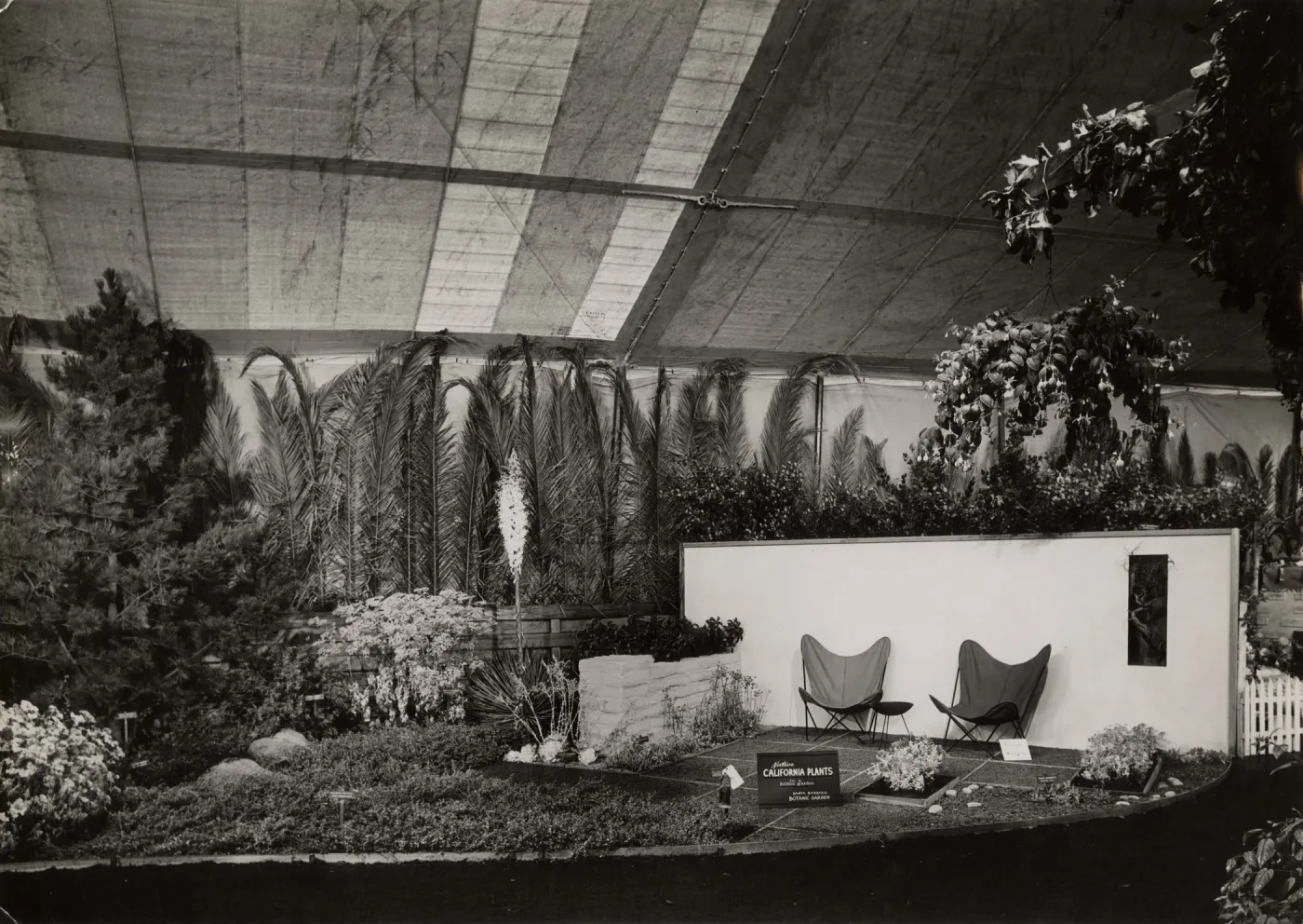 Exhibit 'Native California plants in a home garden.' Santa Barbara Flower Show 1954