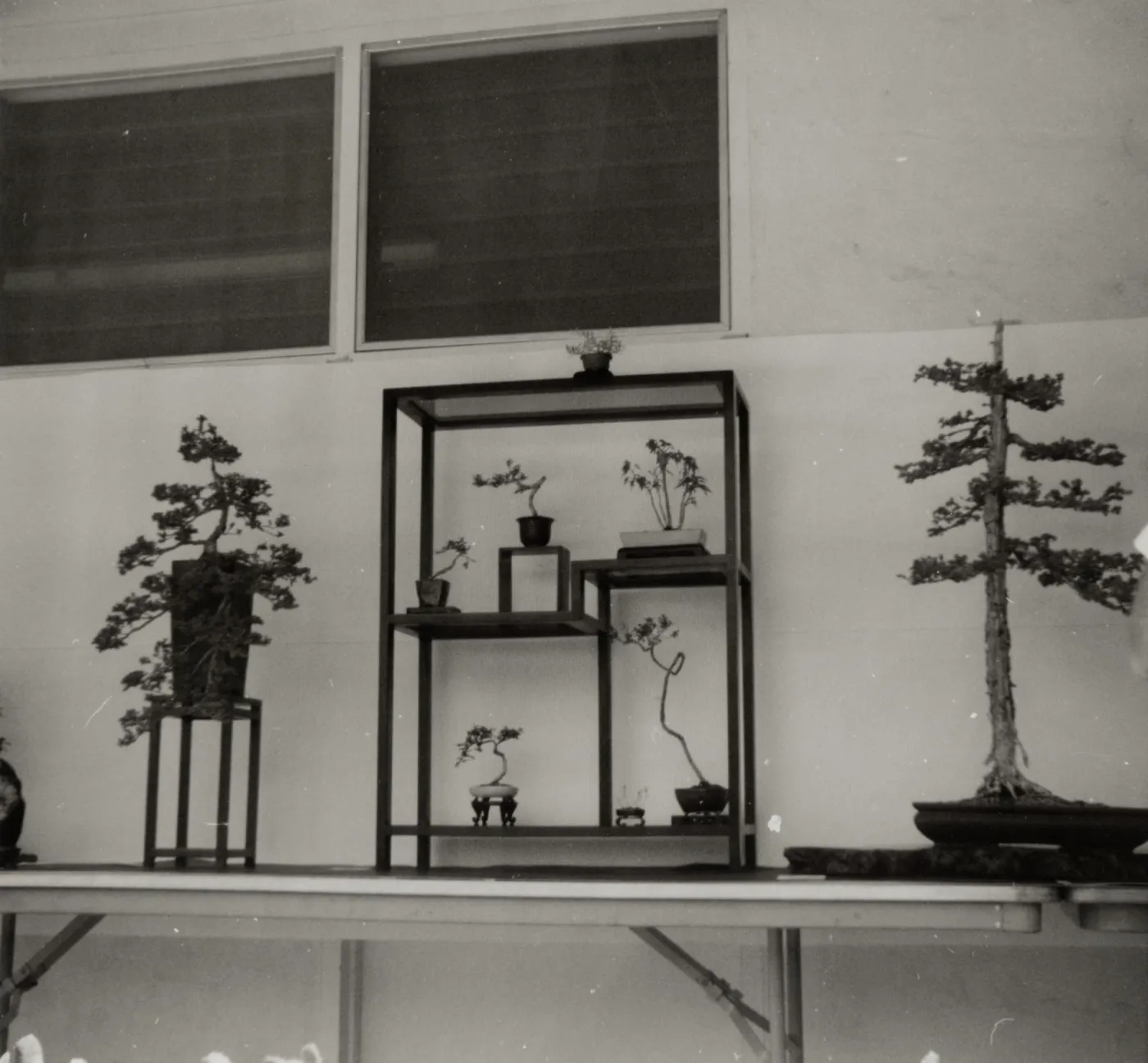 Bonsai Exhibit, 1979