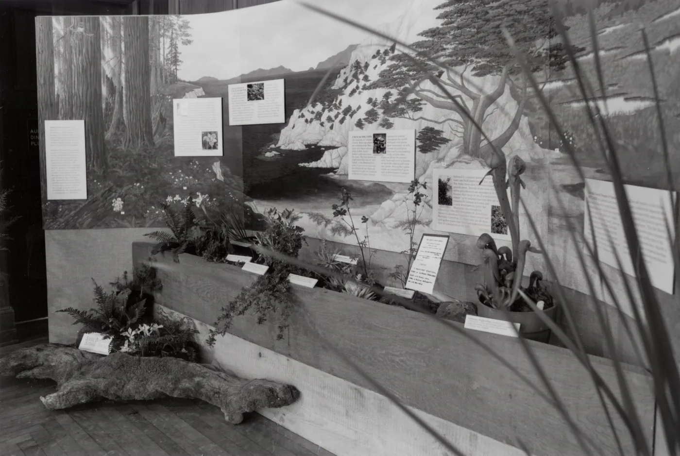 Exhibit: Treasures of the Flora