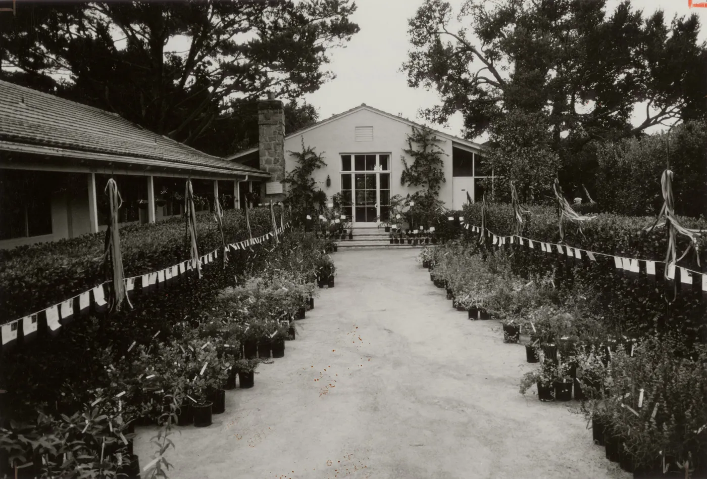 SBBG Courtyard set up for annual plant sale of native California plants 1982