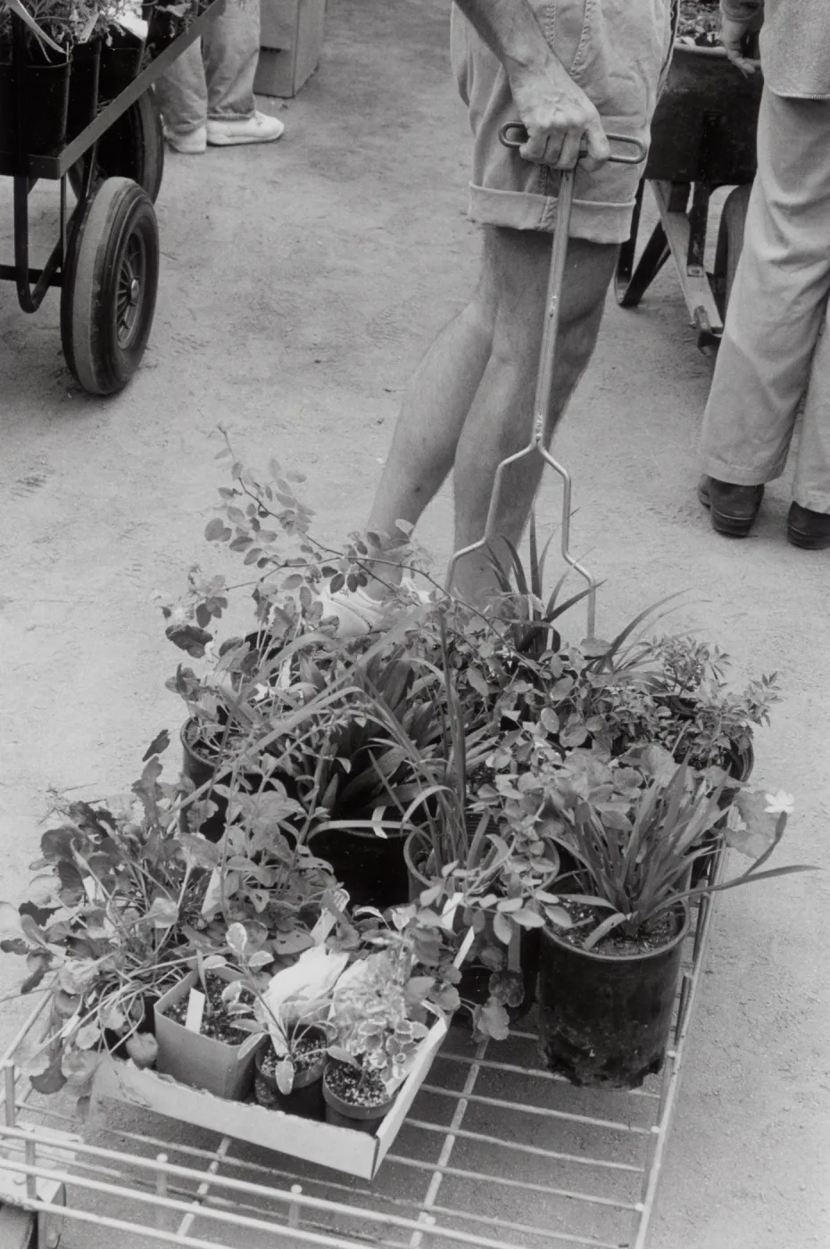 Spring Plant Sale