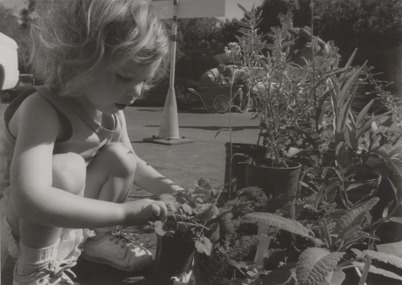 Plant Sale