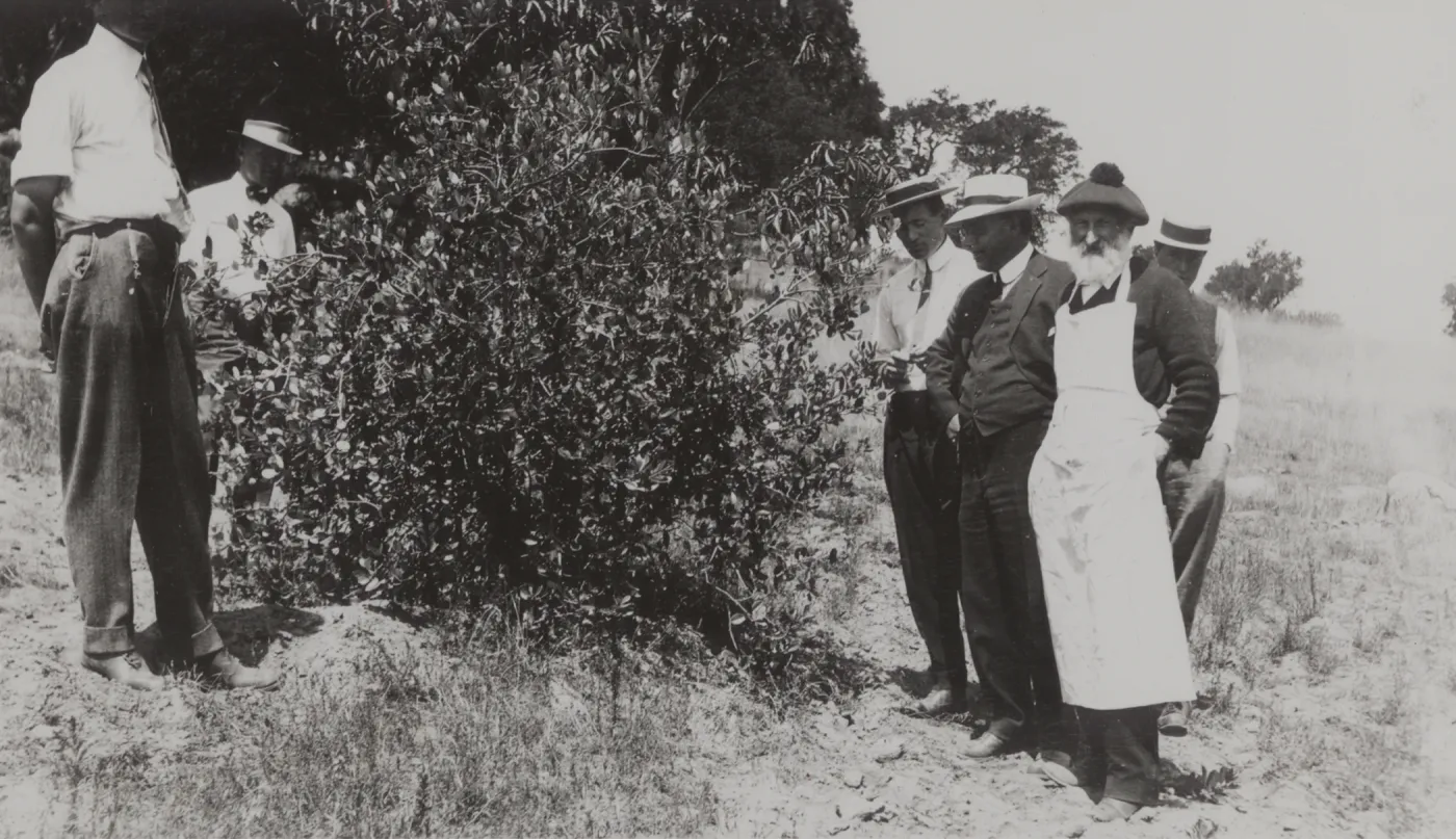 Dr. Franceschi with his original Feijoa sellowiana (pineapple guava) tree