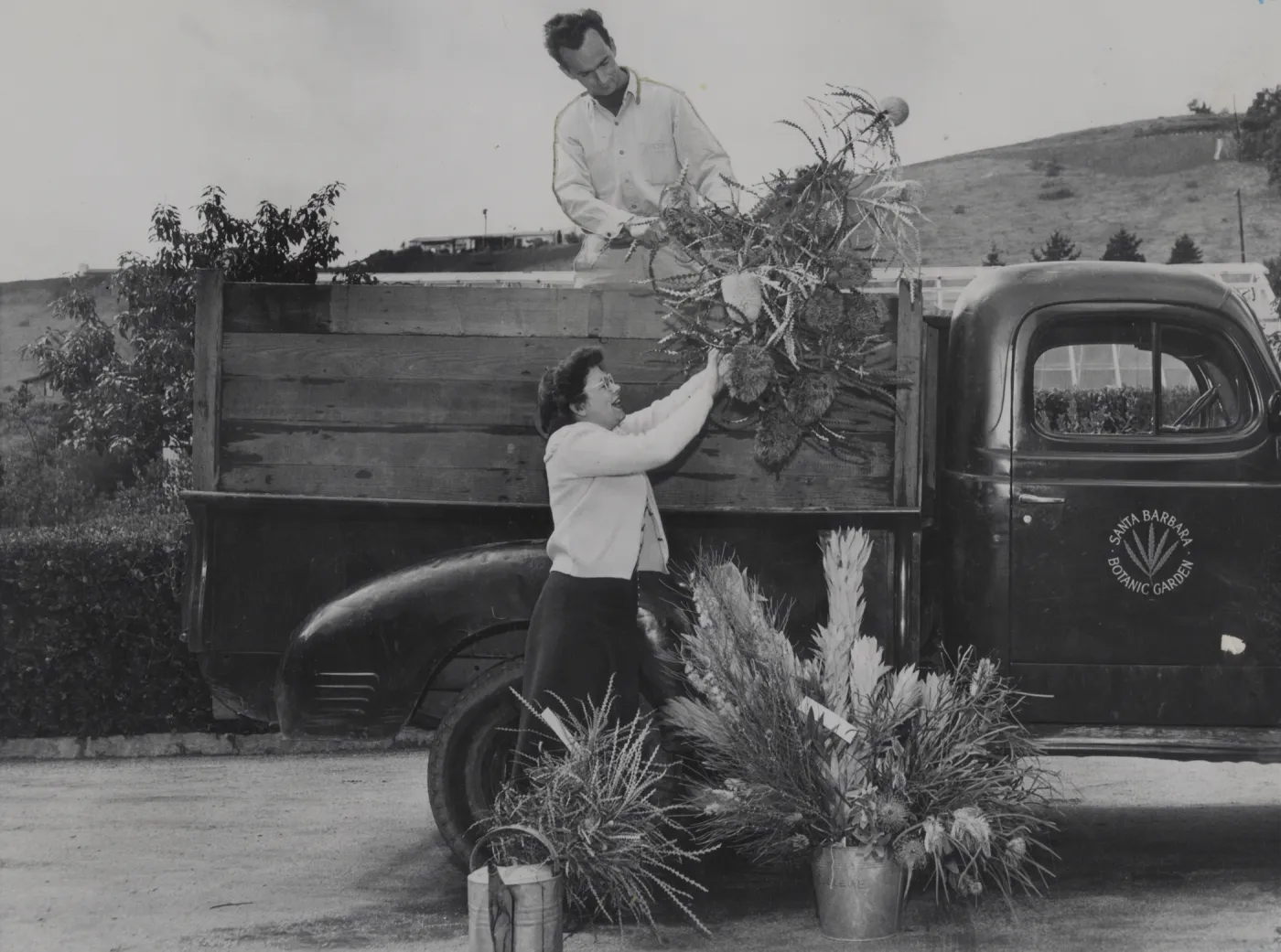 June Hopkins and Jack Keifer loading plants for Inglewood Flower Show