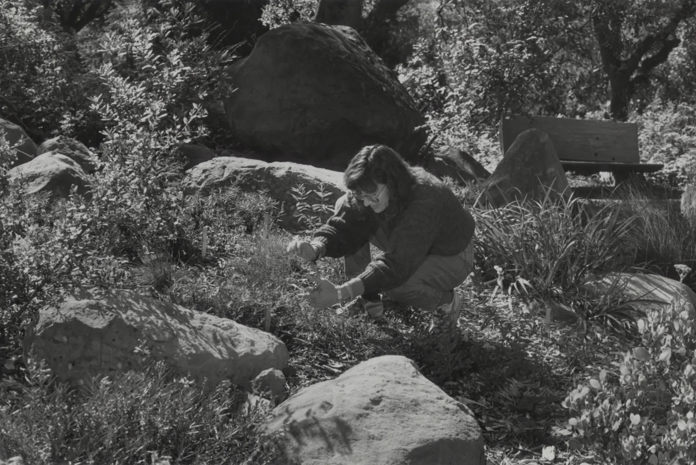 Carol Bornstein at work