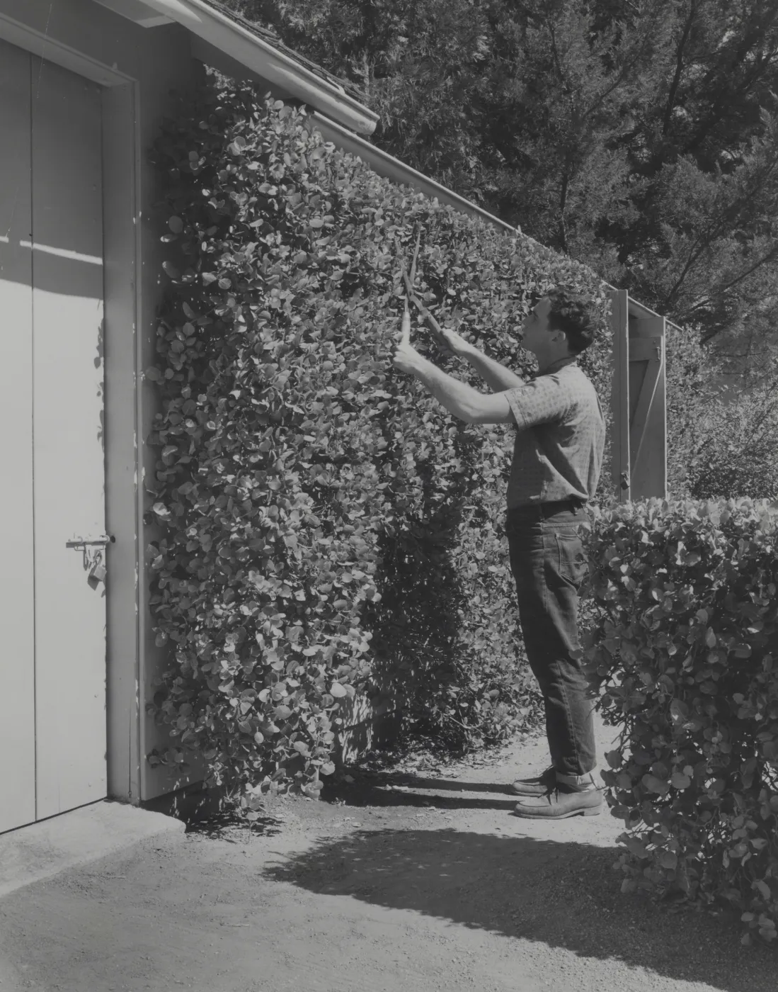 Paul Harvey pruning the Rhus
