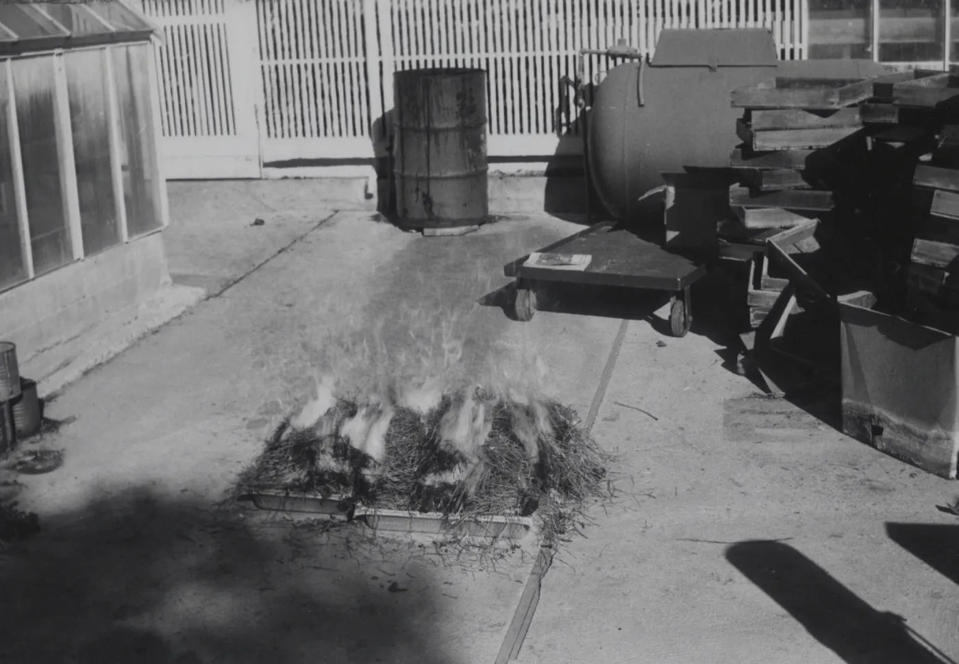 Manzanita seeds burn treatment for germination
