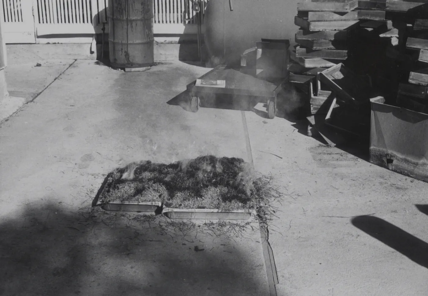 Manzanita seeds burn treatment for germination
