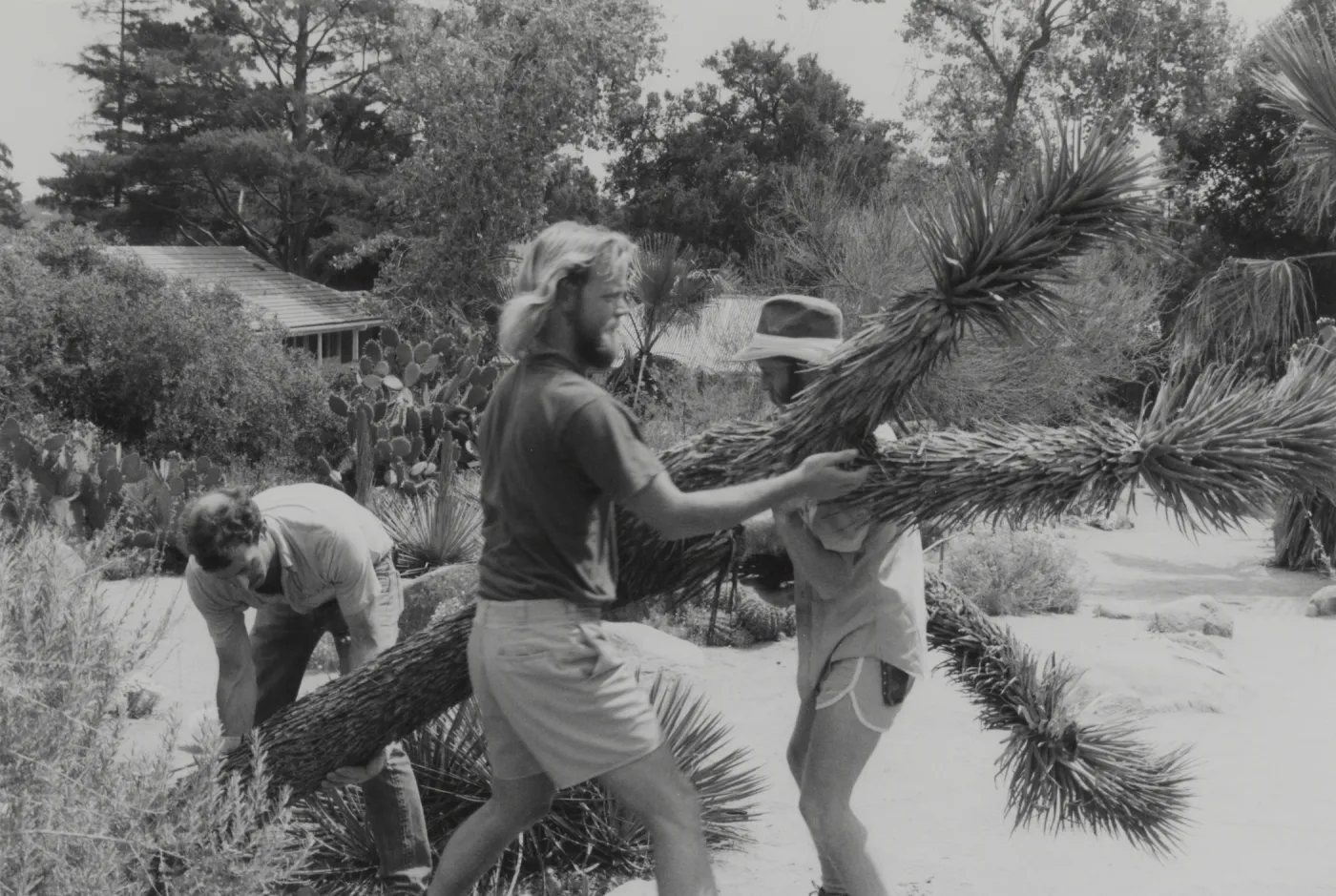 Mike Shobe, Clyde Snider, David Kershaw working with plants in Desert Section