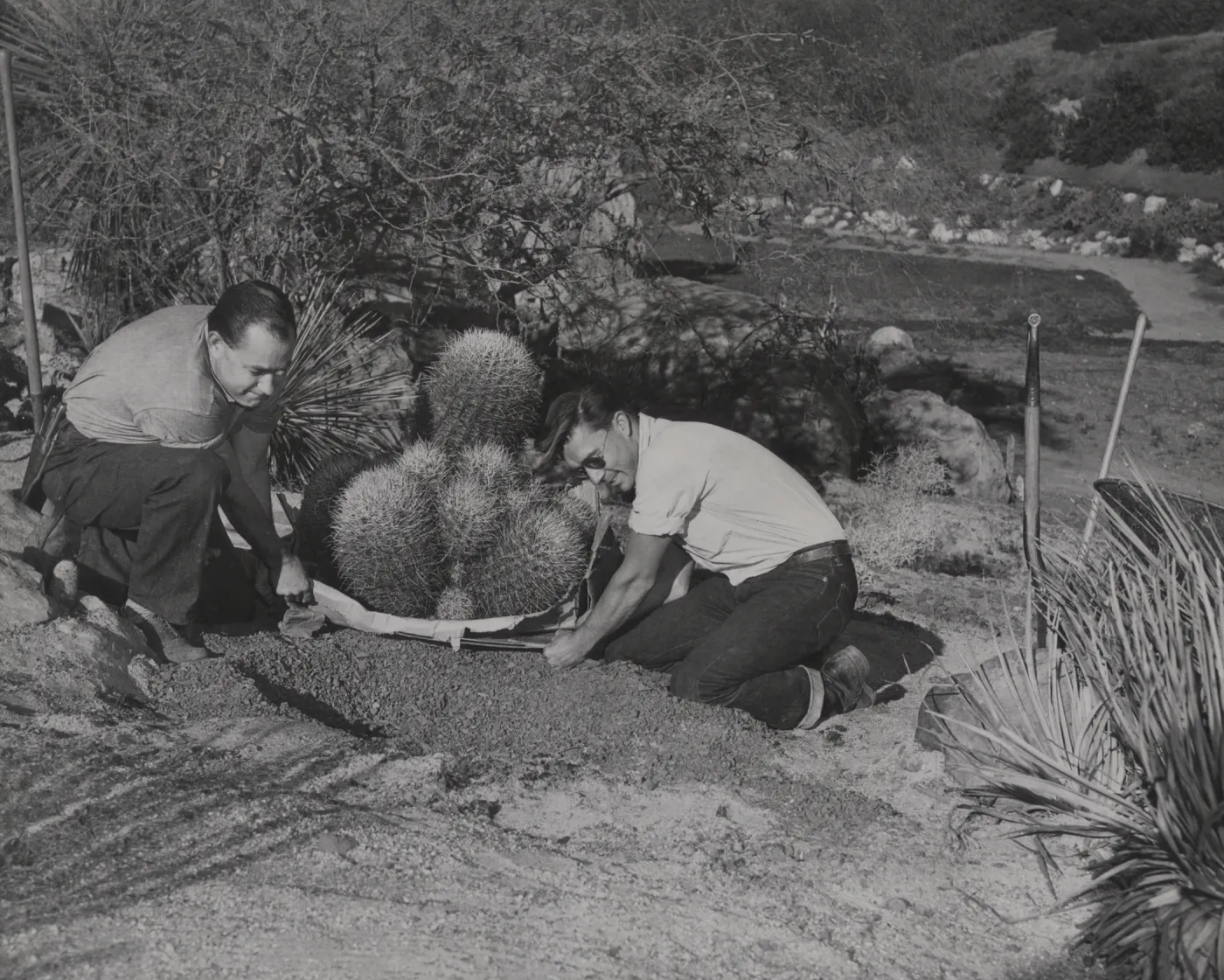 Jose Torres and Richard Williams of the Garden staff planting a clump of barrel cactus Echinocactus acanthodes in the Desert Section