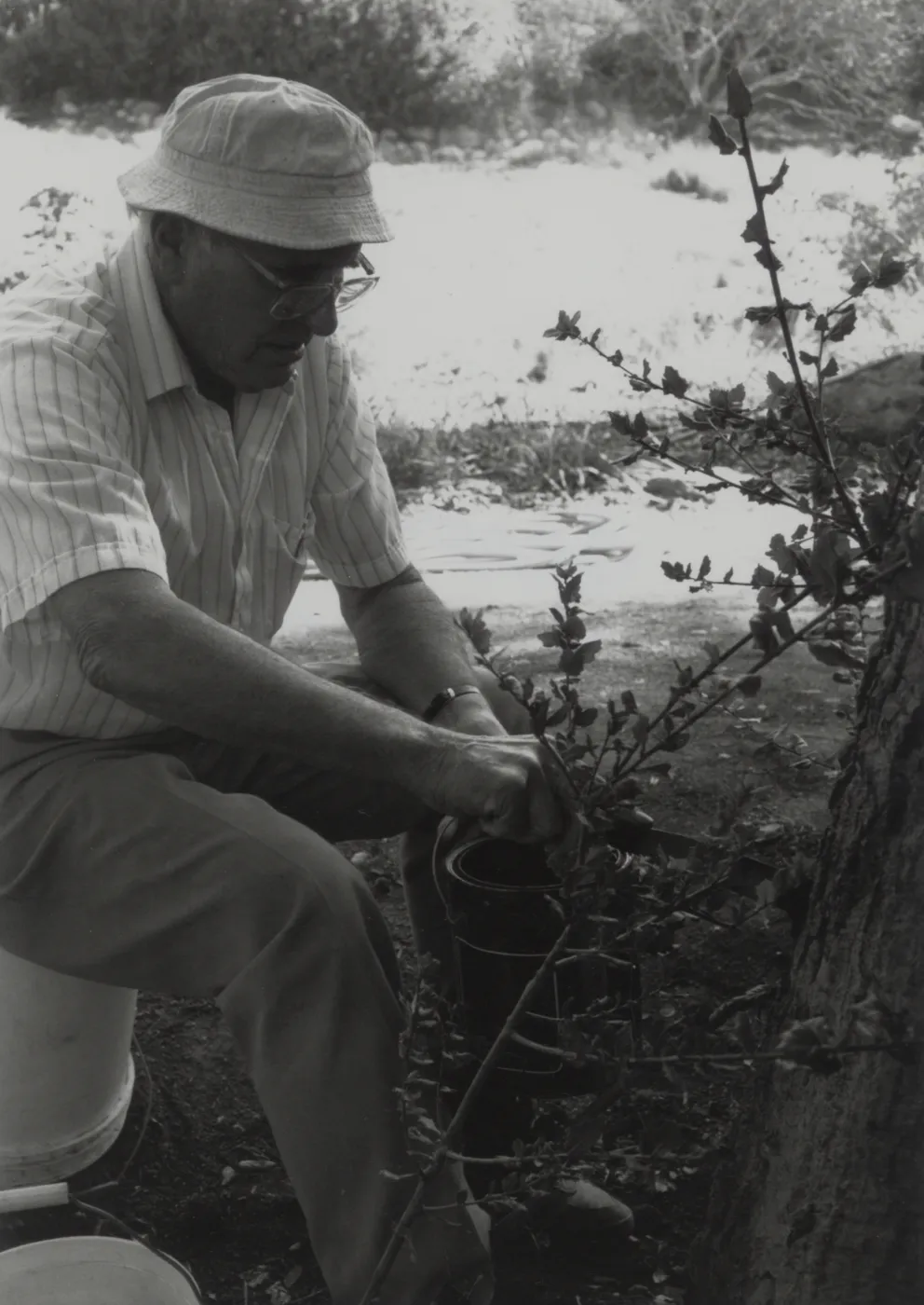 Bruce Van Dyke daubs tree-sealer into the new grafts