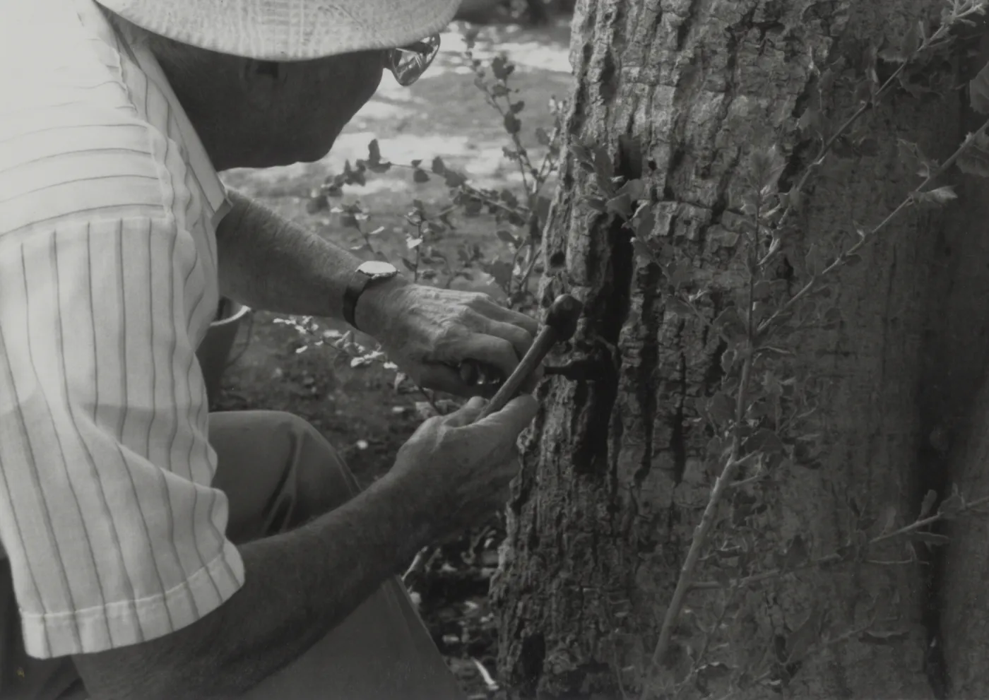 Bruce Van Dyke gouges slits in Live Oak bark to accommodate new sapling grafts