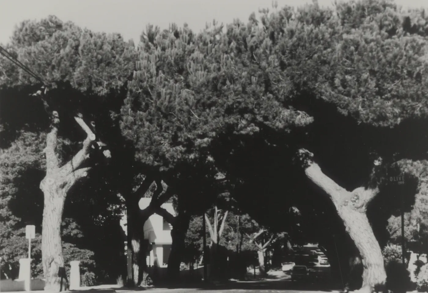 Italian Stone pines from Olive Street looking east