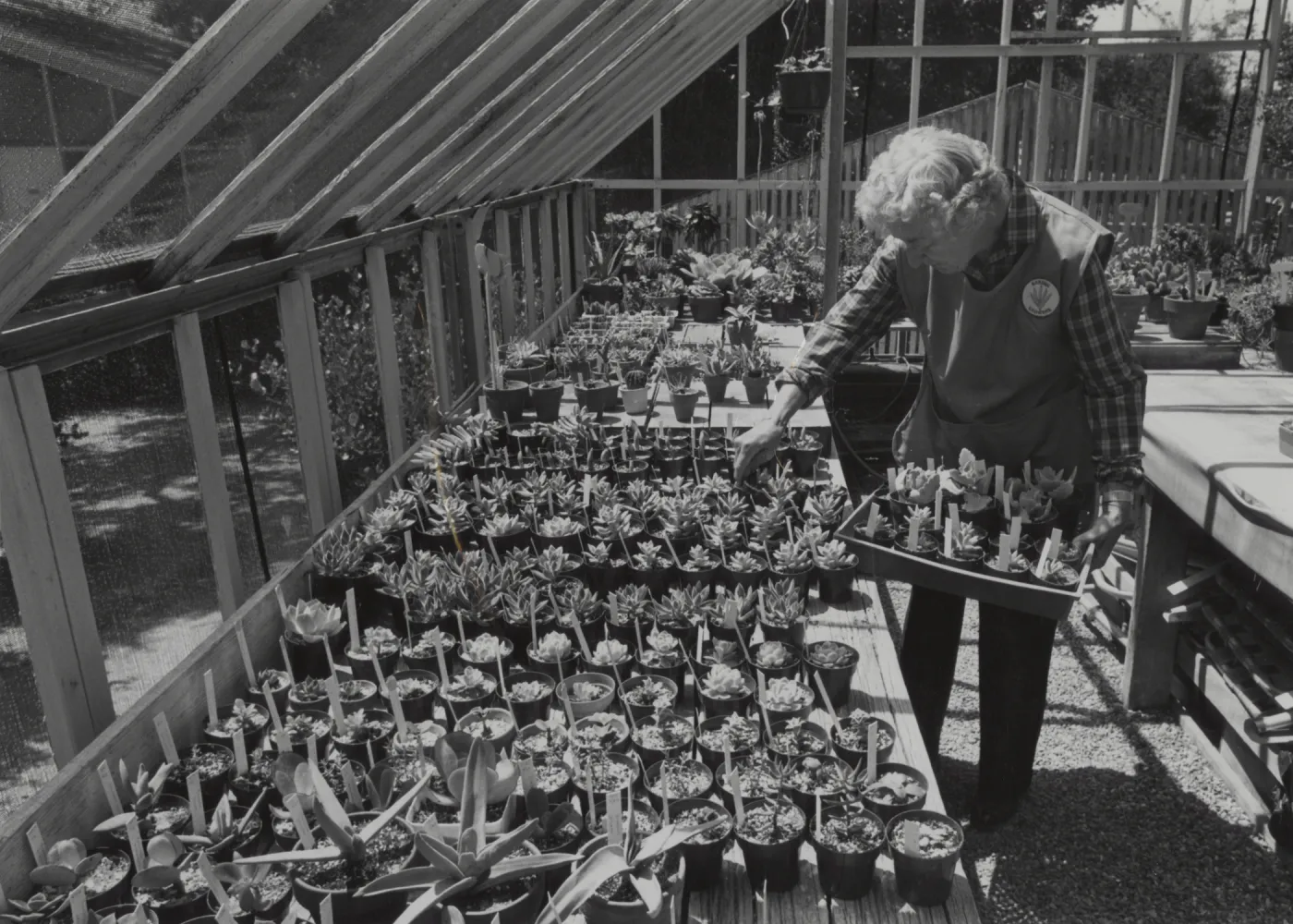 Garden Grower prepares for the plant sale, Tove Herlow