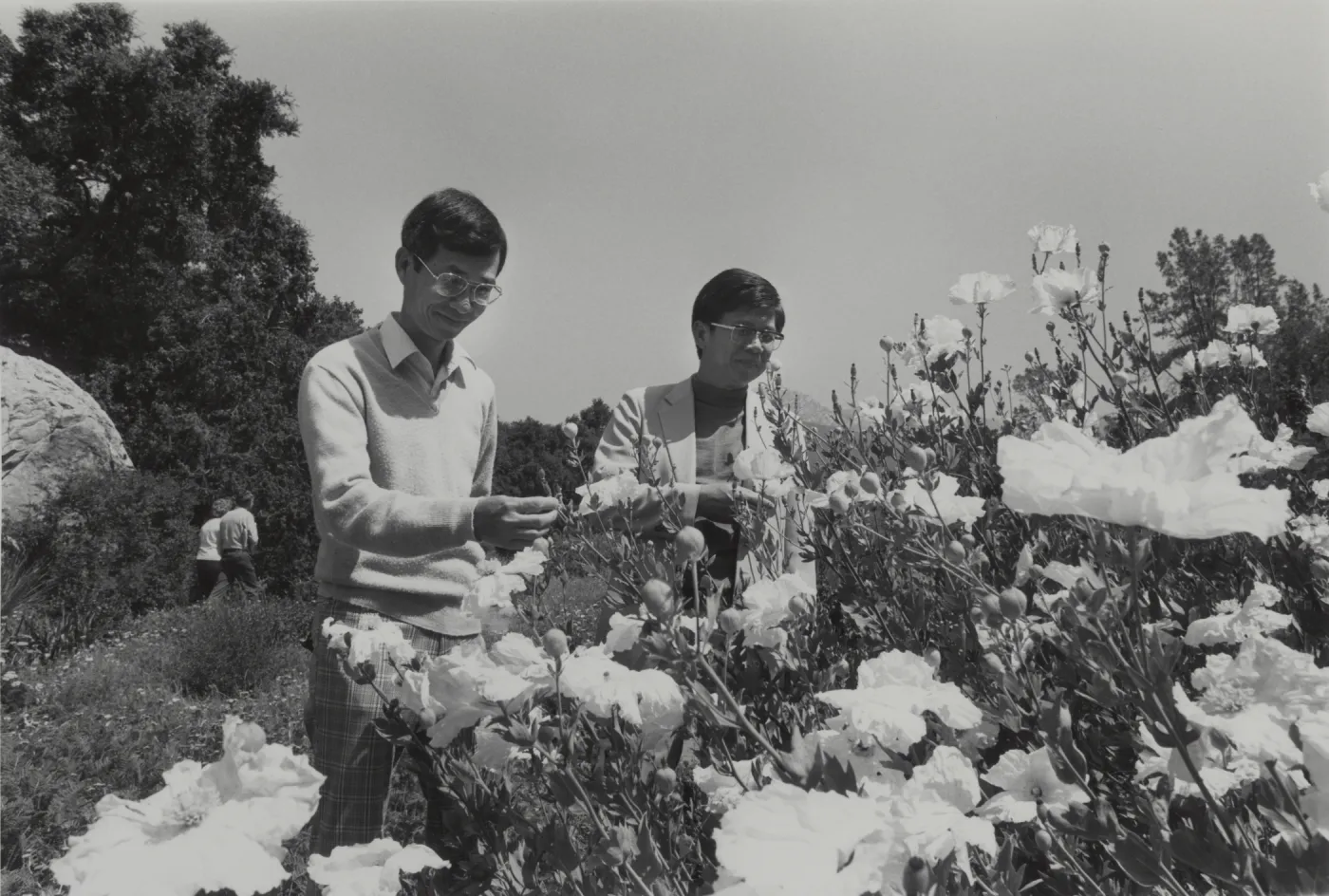 visitors at the Garden admire Matilija poppies