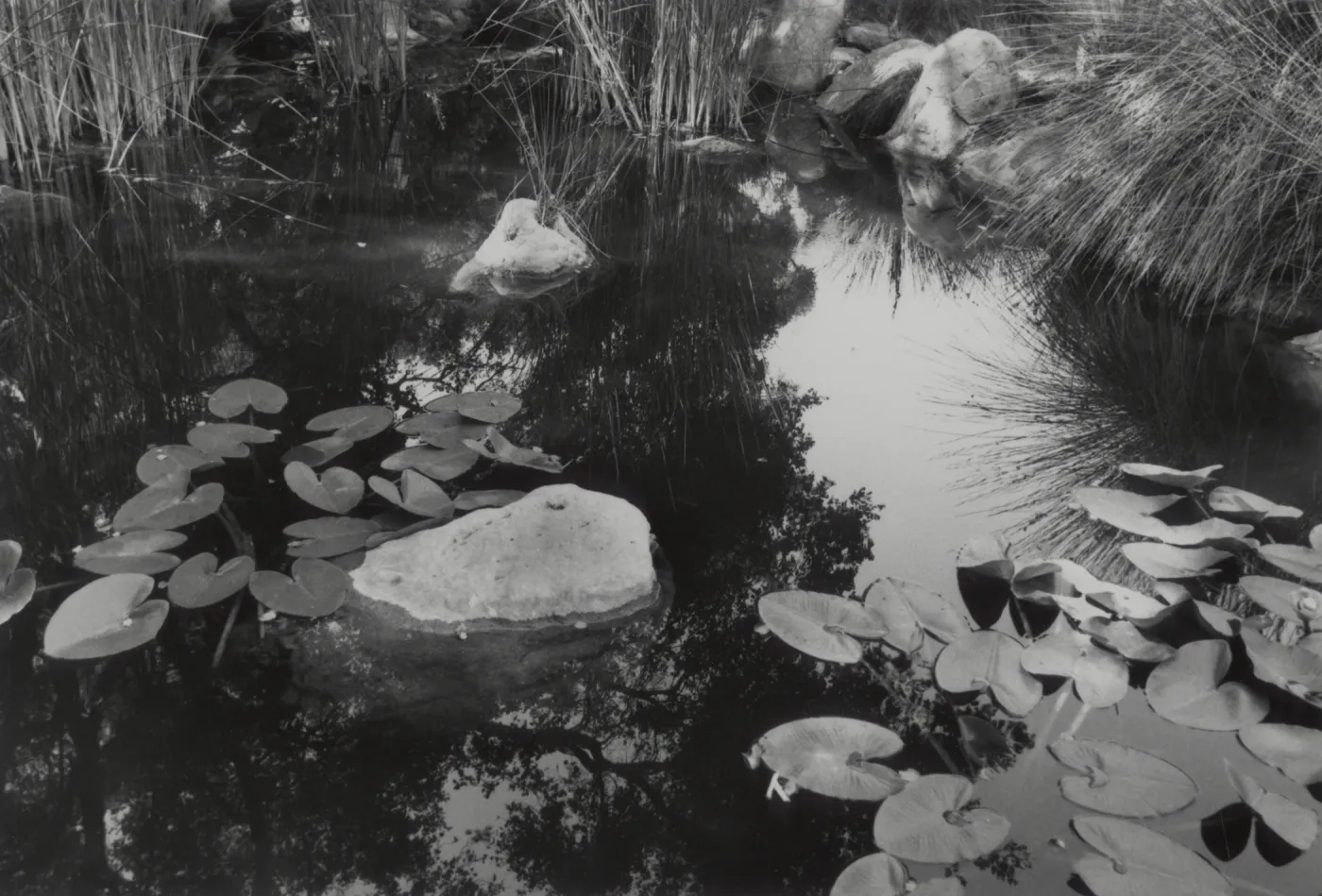 pond at SBBG, water garden