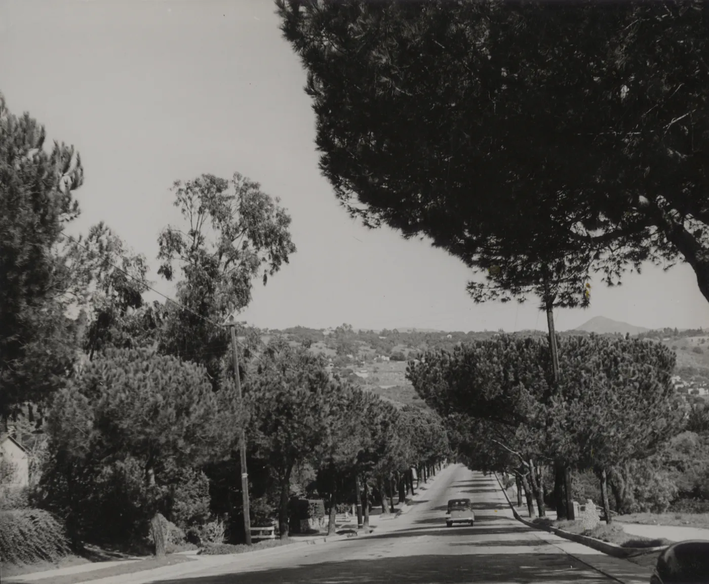 stone pines on Anapamu Street, Santa Barbara