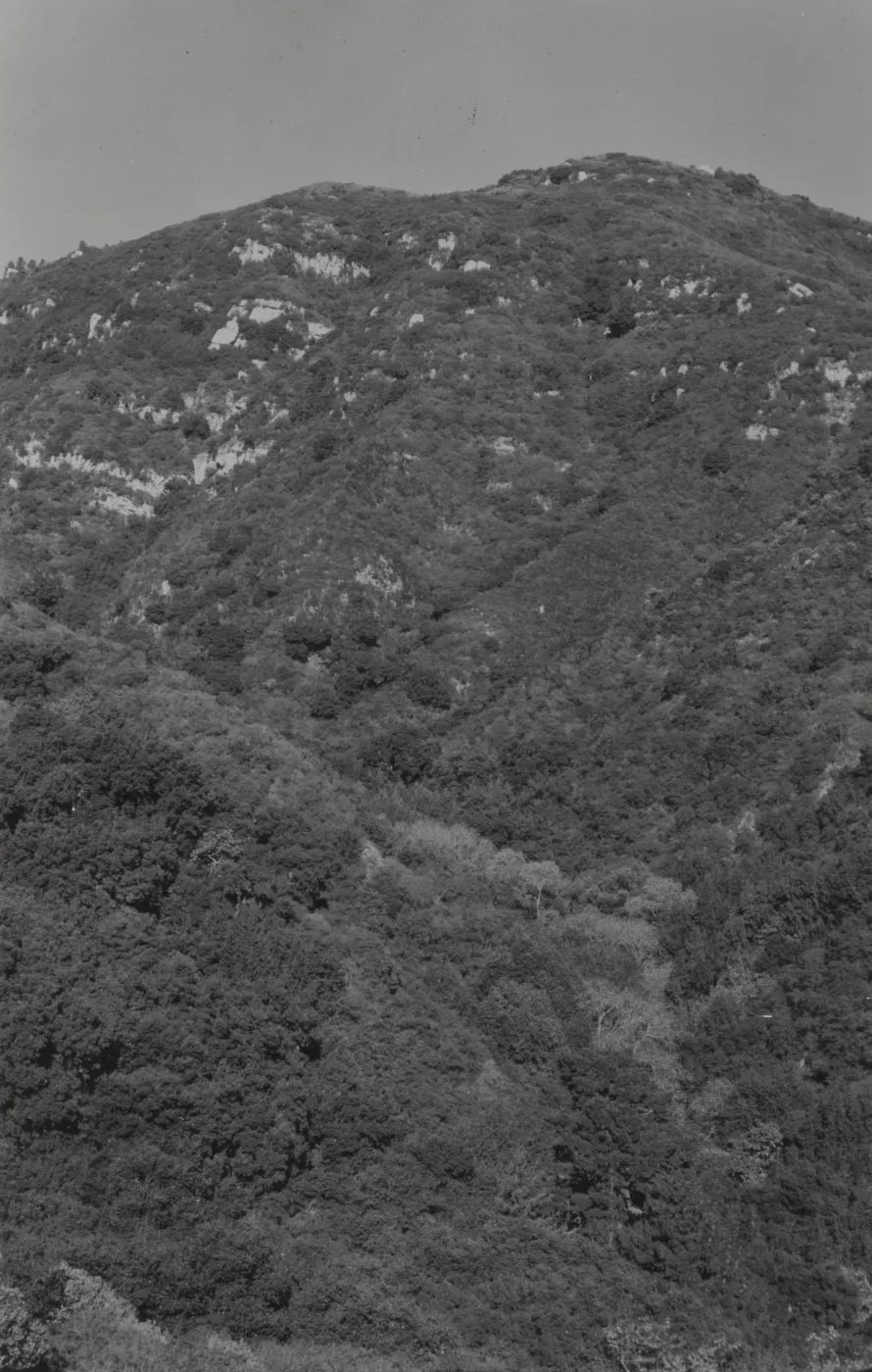 Mission Canyon chaparral