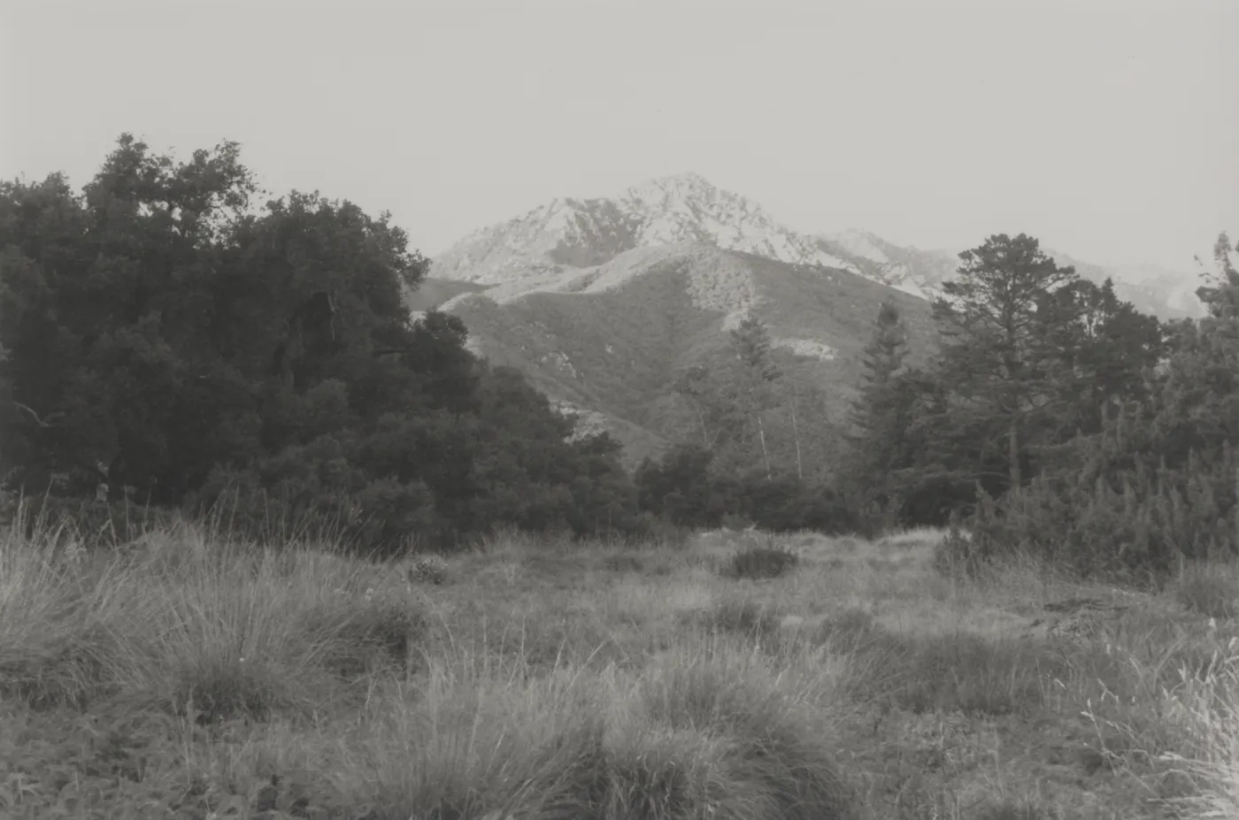 SBBG Meadow and view of Arlington Peak