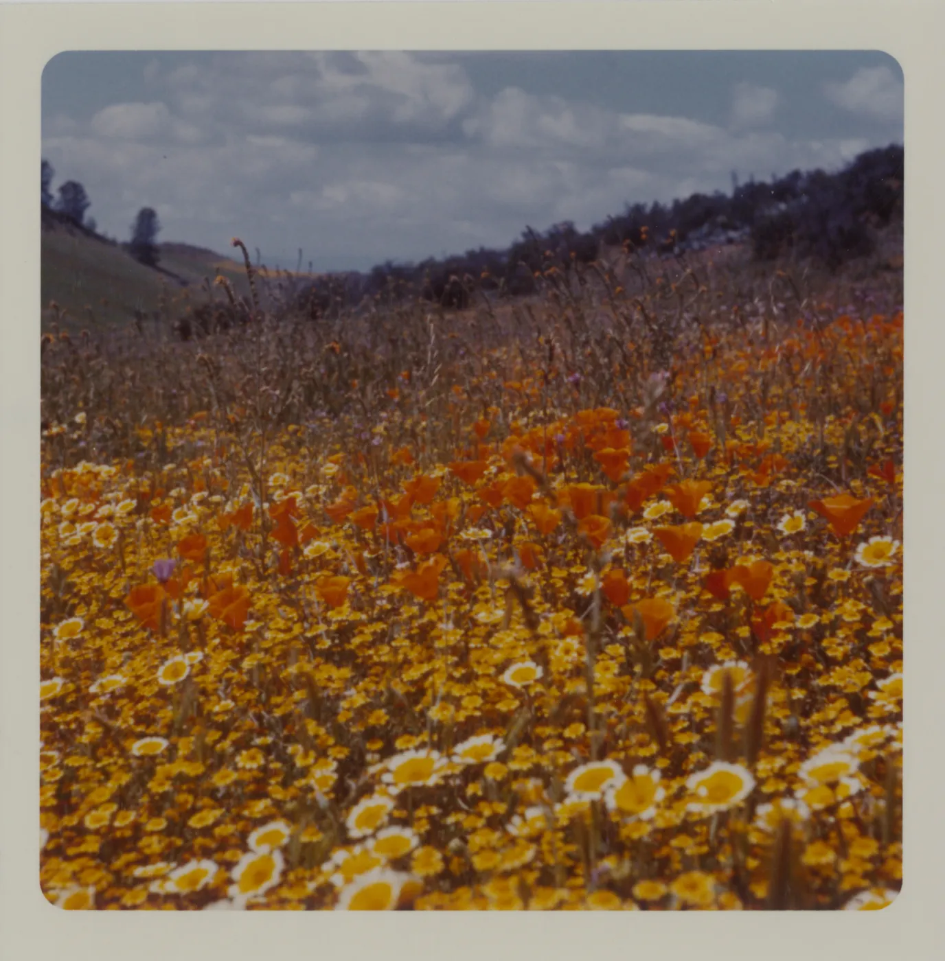 Figueroa Mountain wildflowers (California Poppy) (Fiddleneck) (tidy tips)