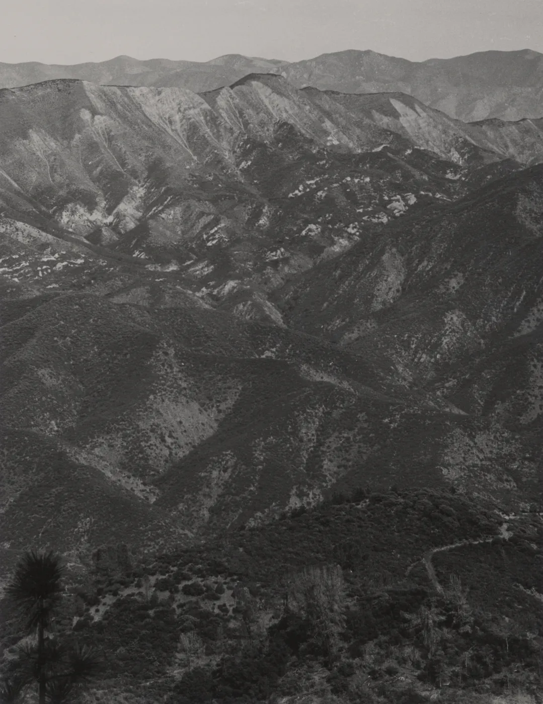 Chaparral, San Rafael Mountains