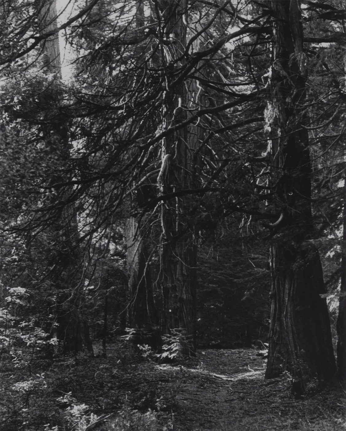 Incense cedar and Big-cone spruce in canyon below Alamar Saddle