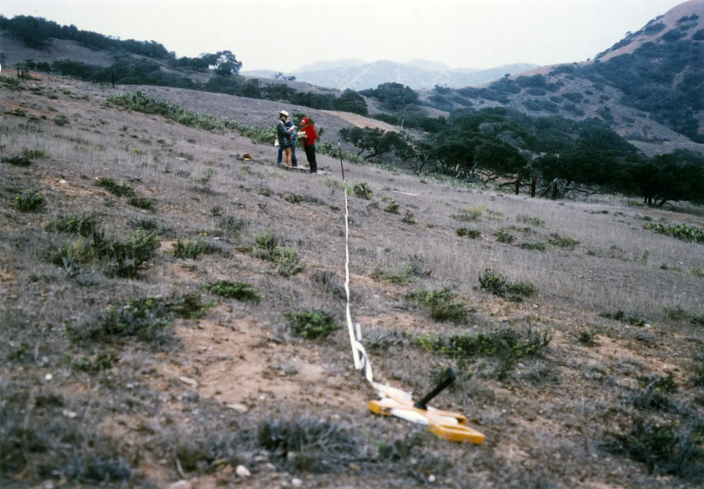 vegetation transect on Channel Islands