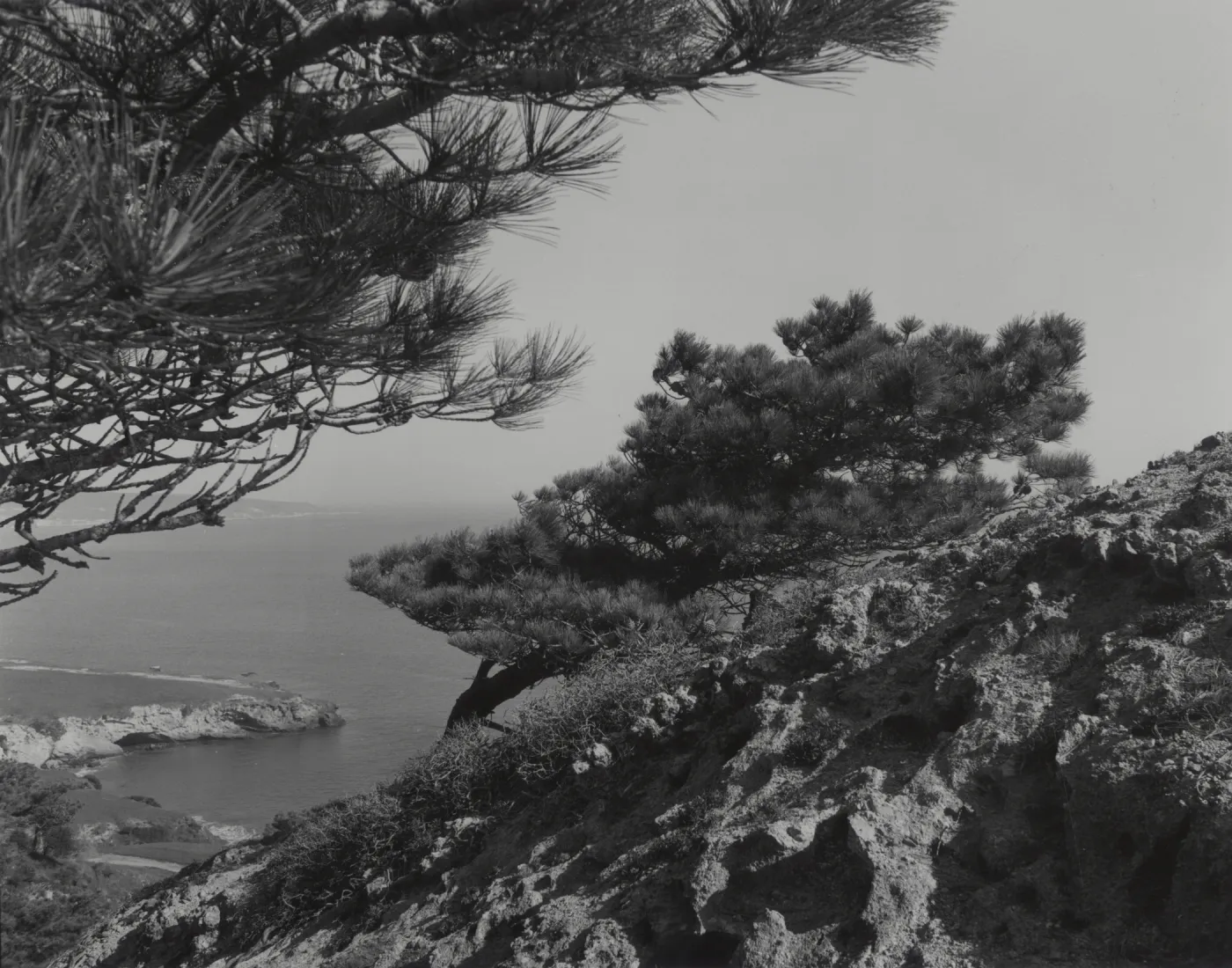 Torrey pines overlooking Beechers Bay, Santa Rosa Island, © William Dewey
