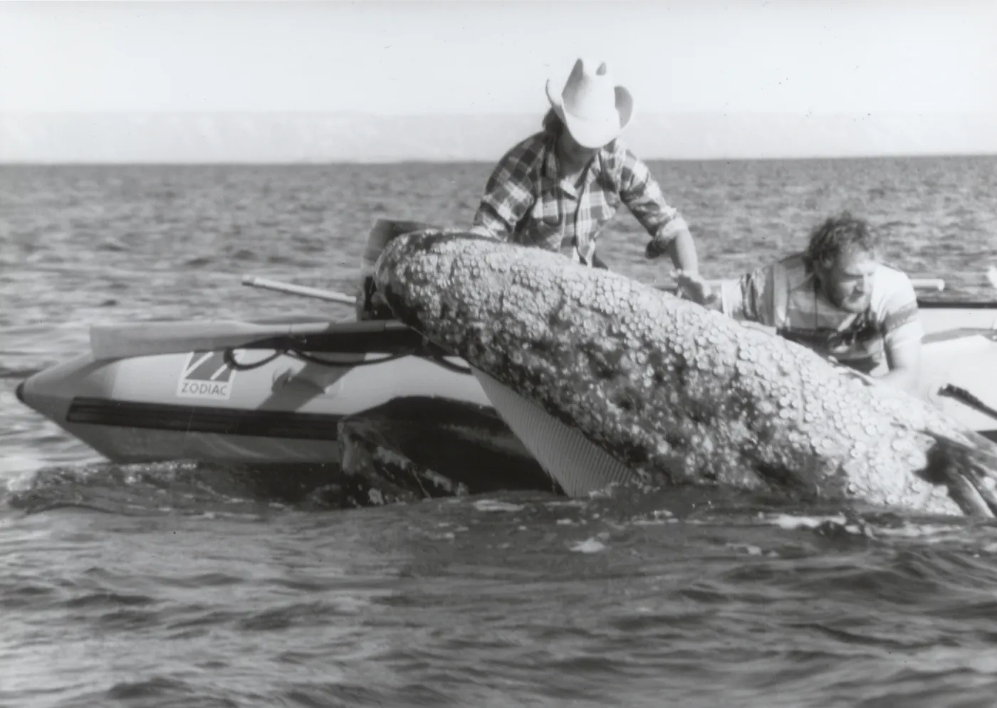 touching a whale