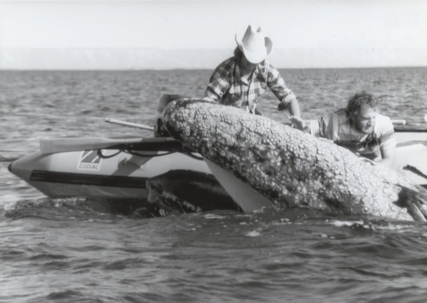 Grey whale off the coast of Baja