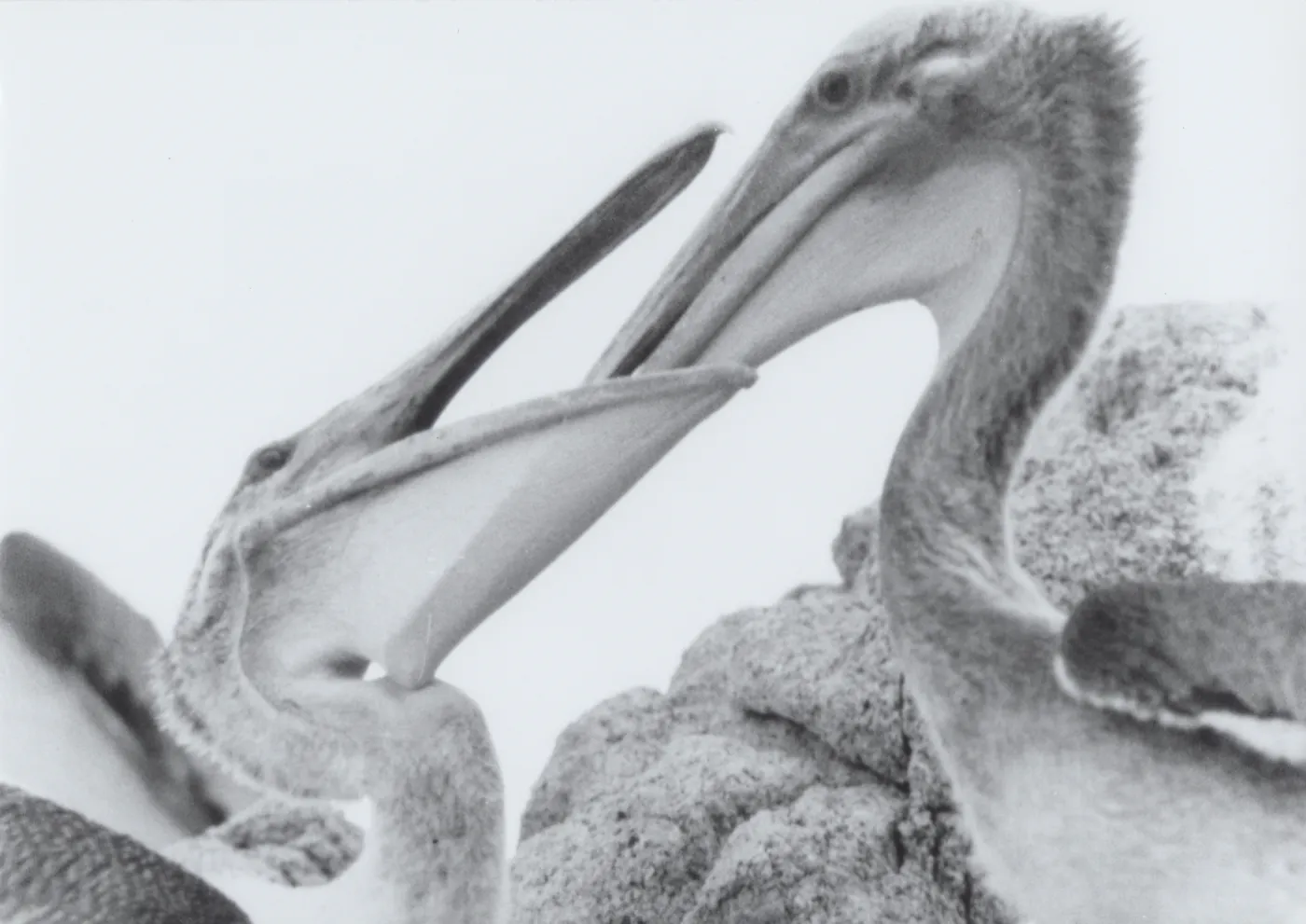 pelicans