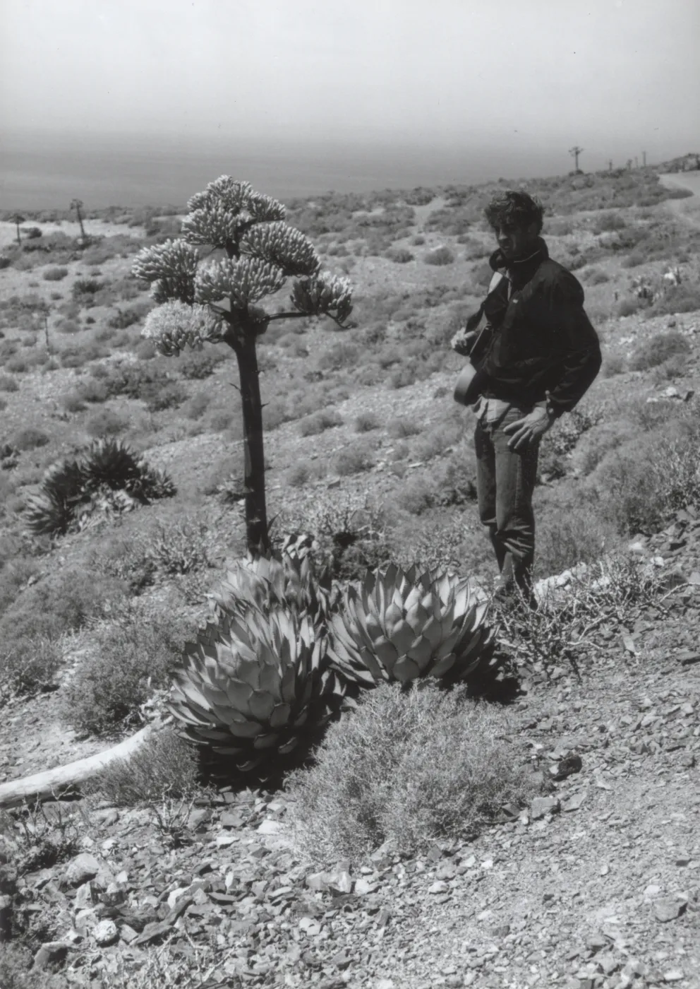 Agave (Century Plant), West San Benito Island, © Steve Junak