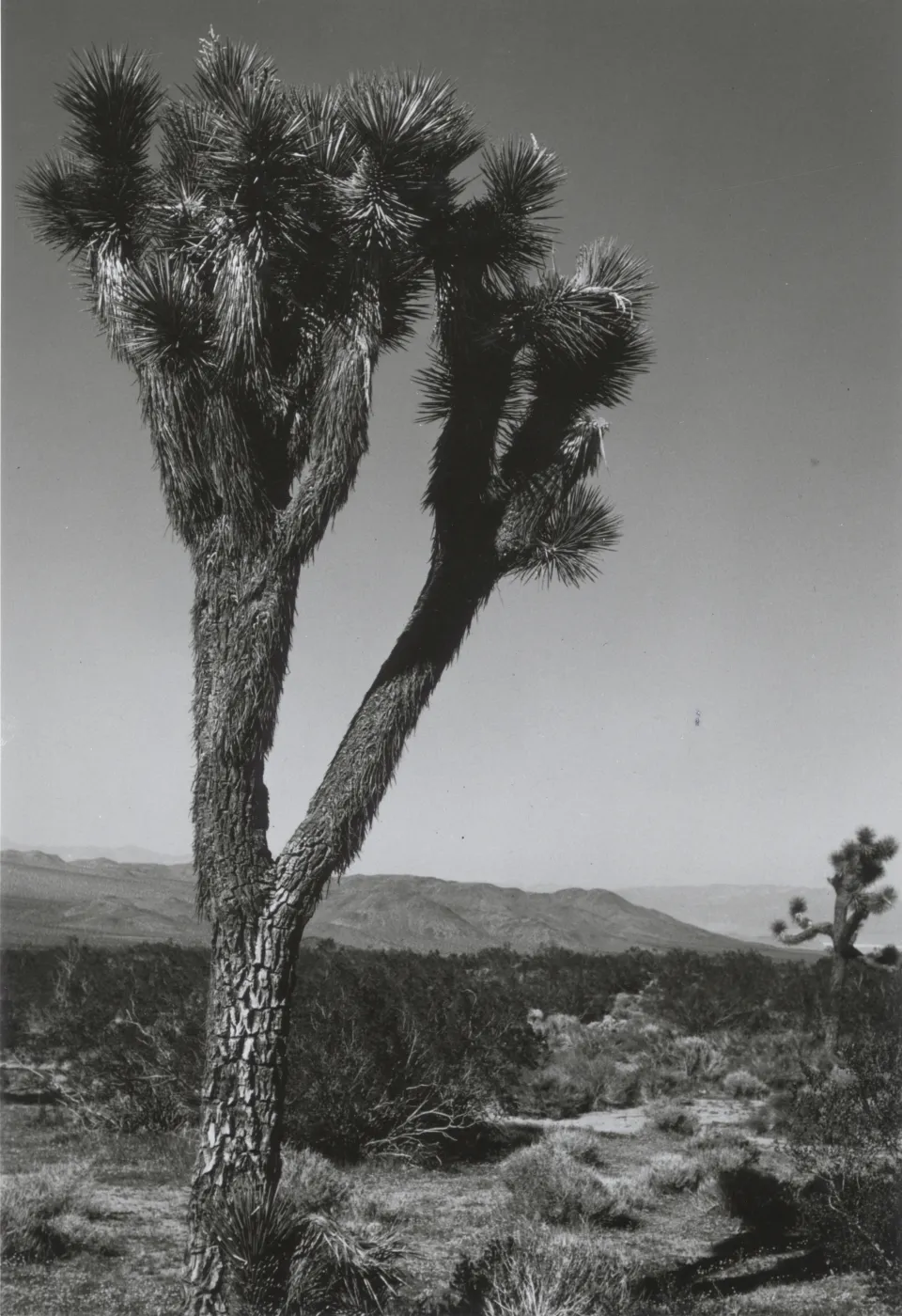 Joshua Tree, © Steven Timbrook